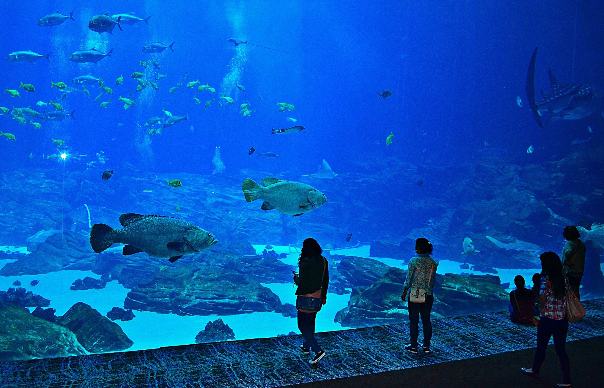 People watching big fish at the Georgia Aquarium