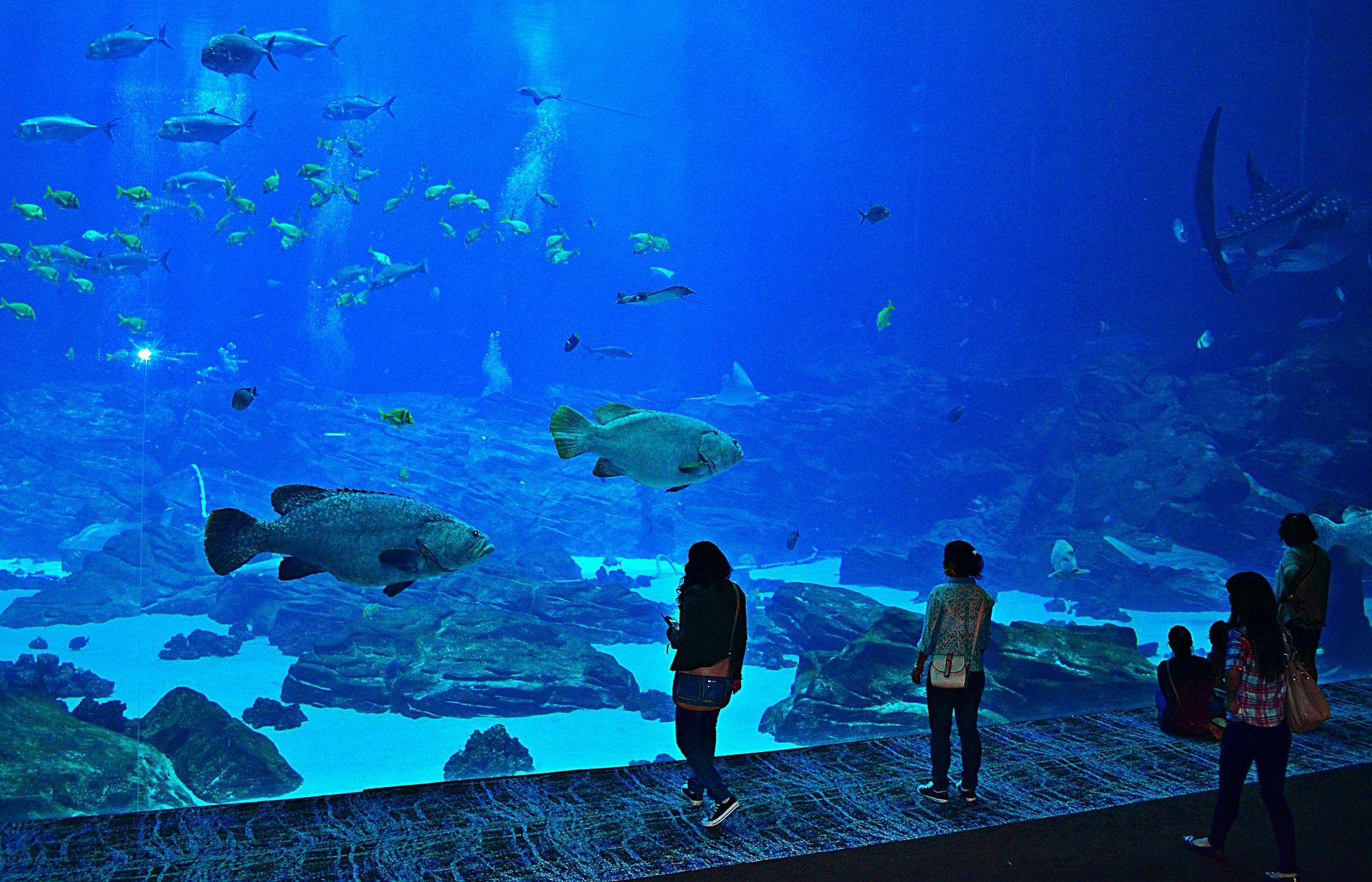 Visitors to large modern aquarium in Osaka looking into large fish