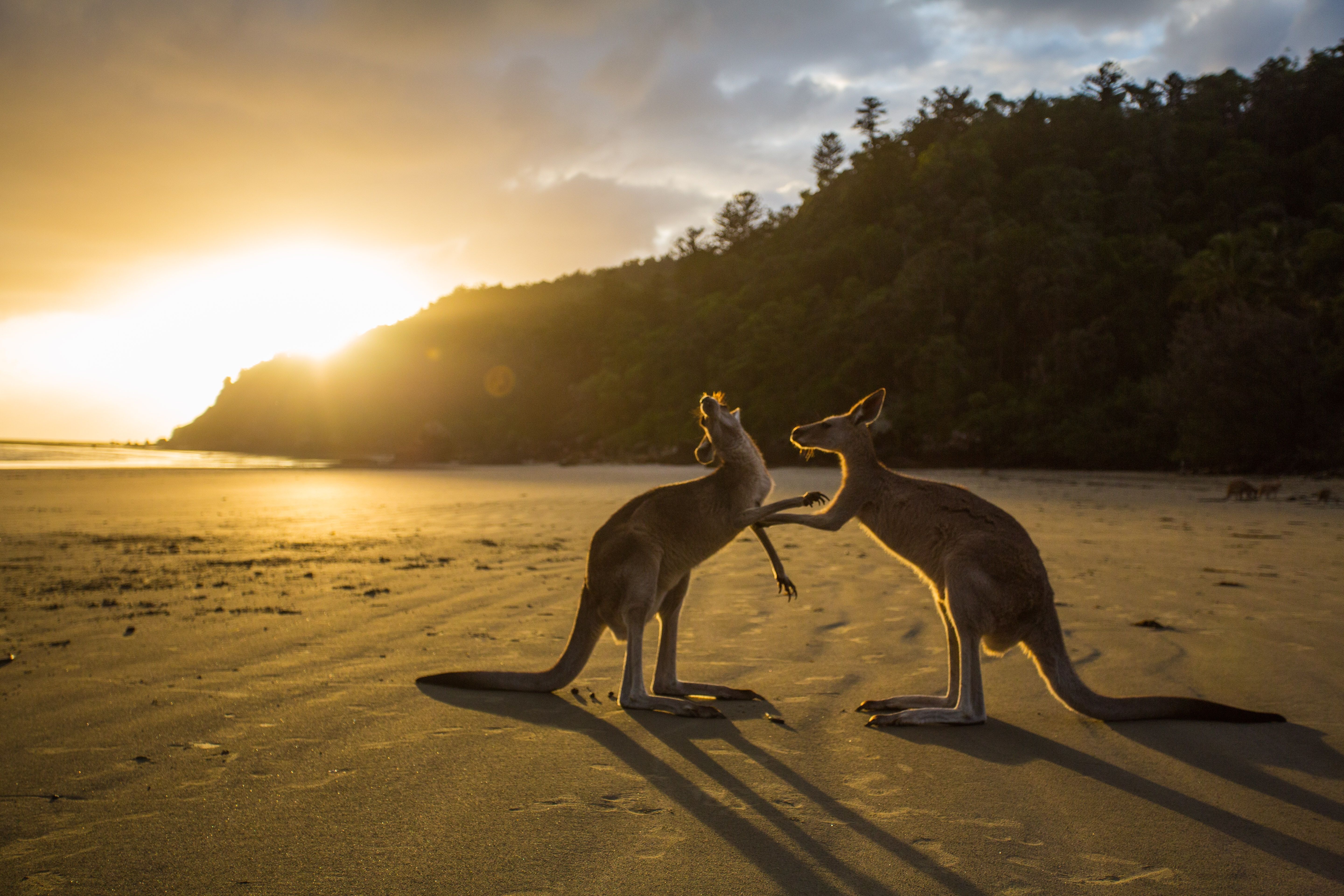 Cape Hillsborough Australia