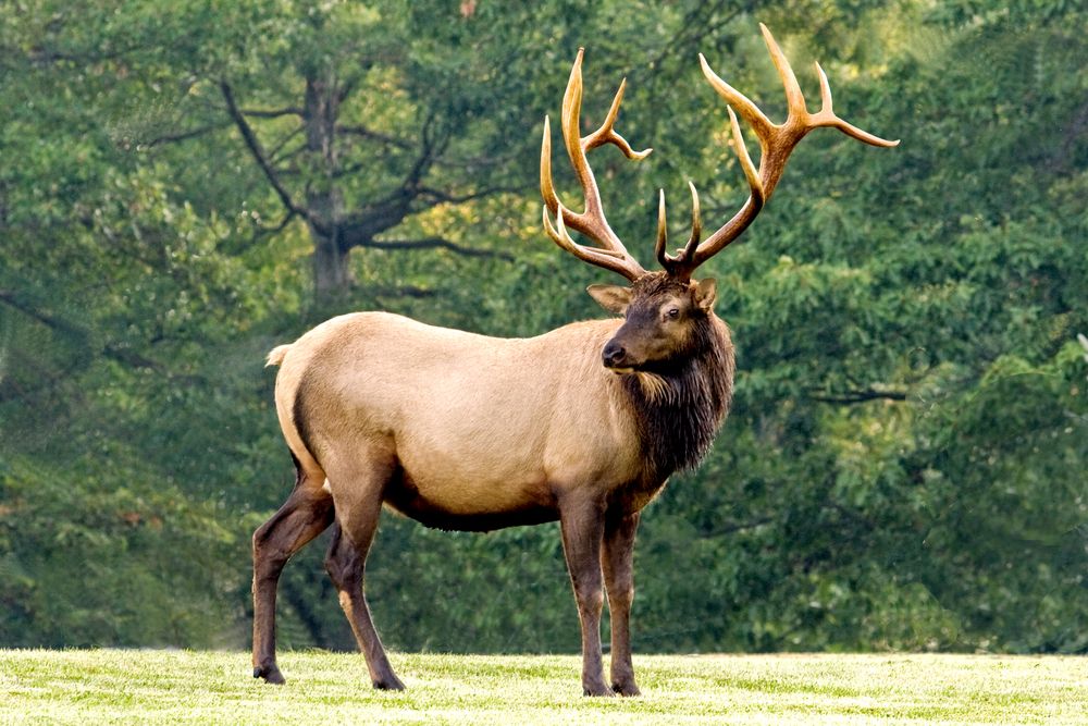 Bull Elk with full antlers