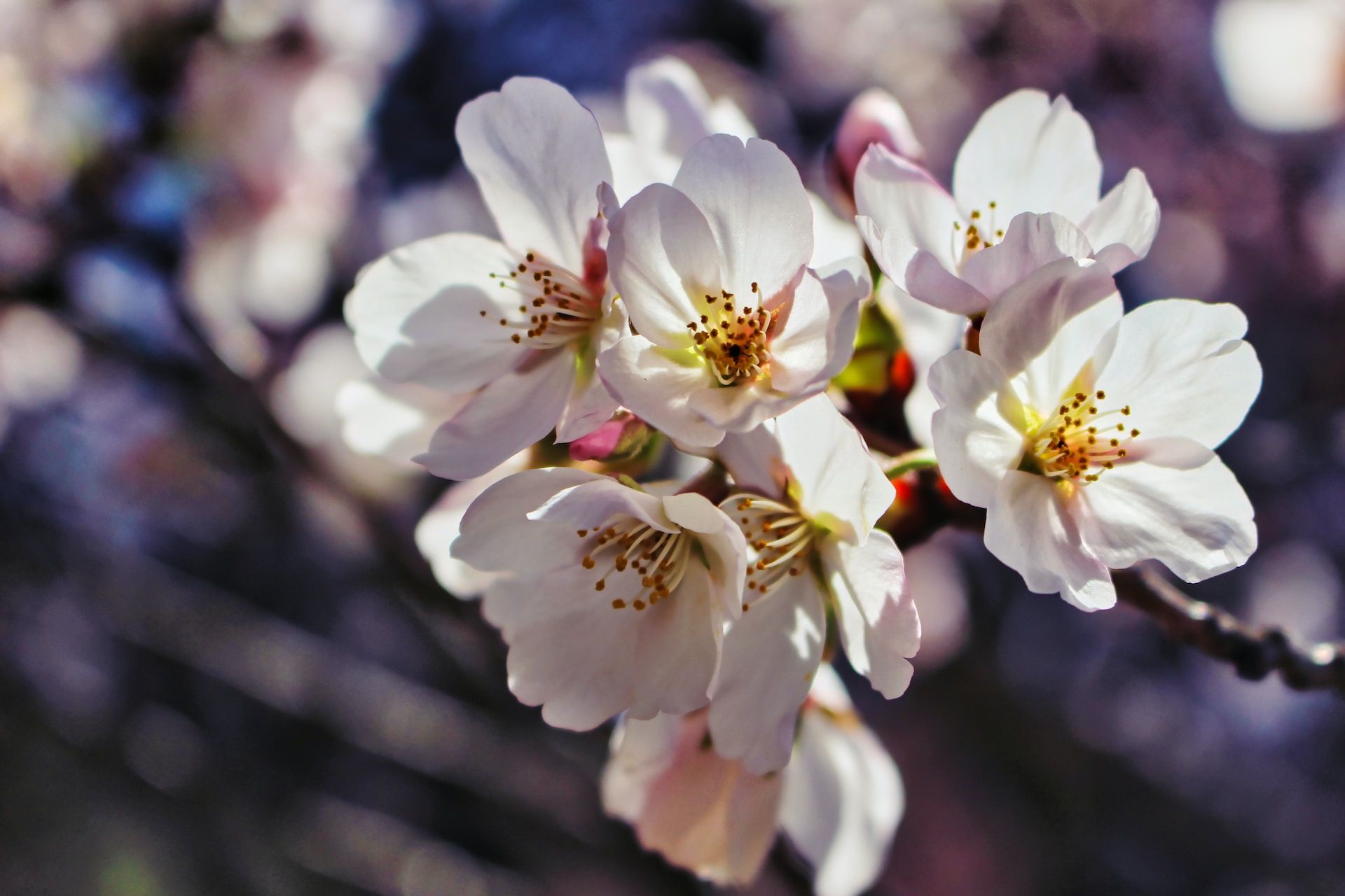 Cherry blossoms at the Cherry Blossom Festival in Newark, New Jersey