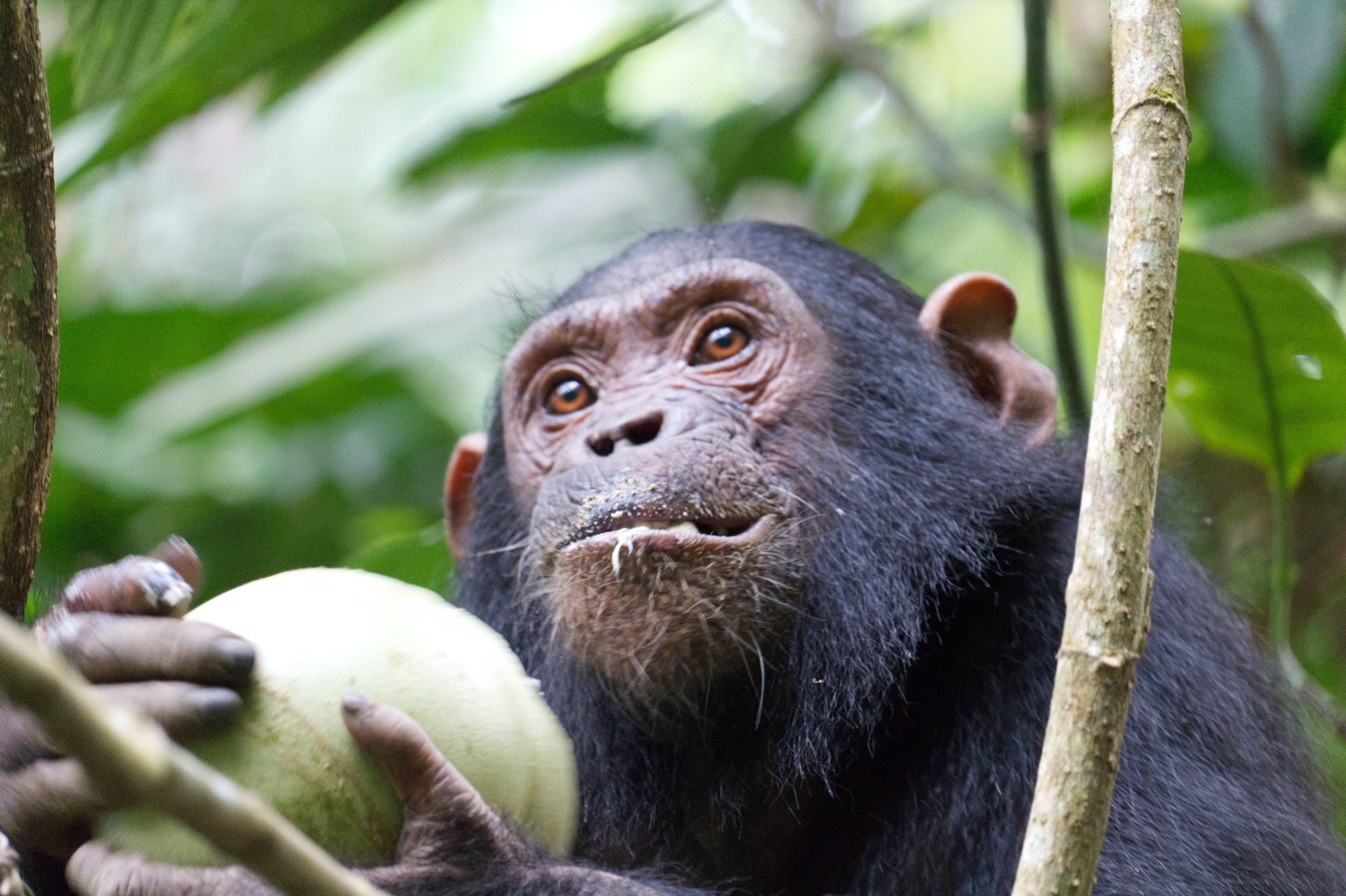 Un chimpancé frugívoro 