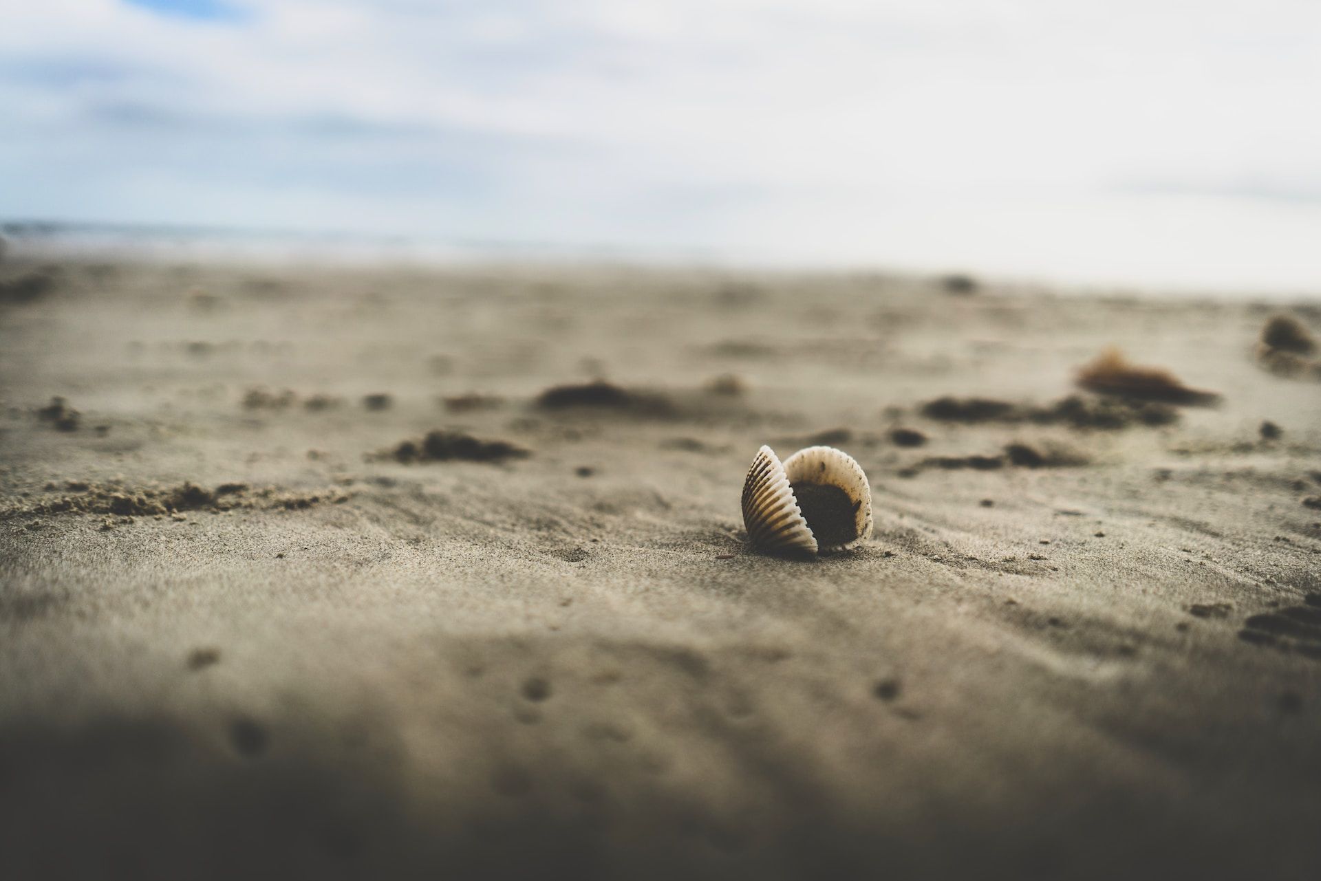 Shell in the sand on a secluded beach