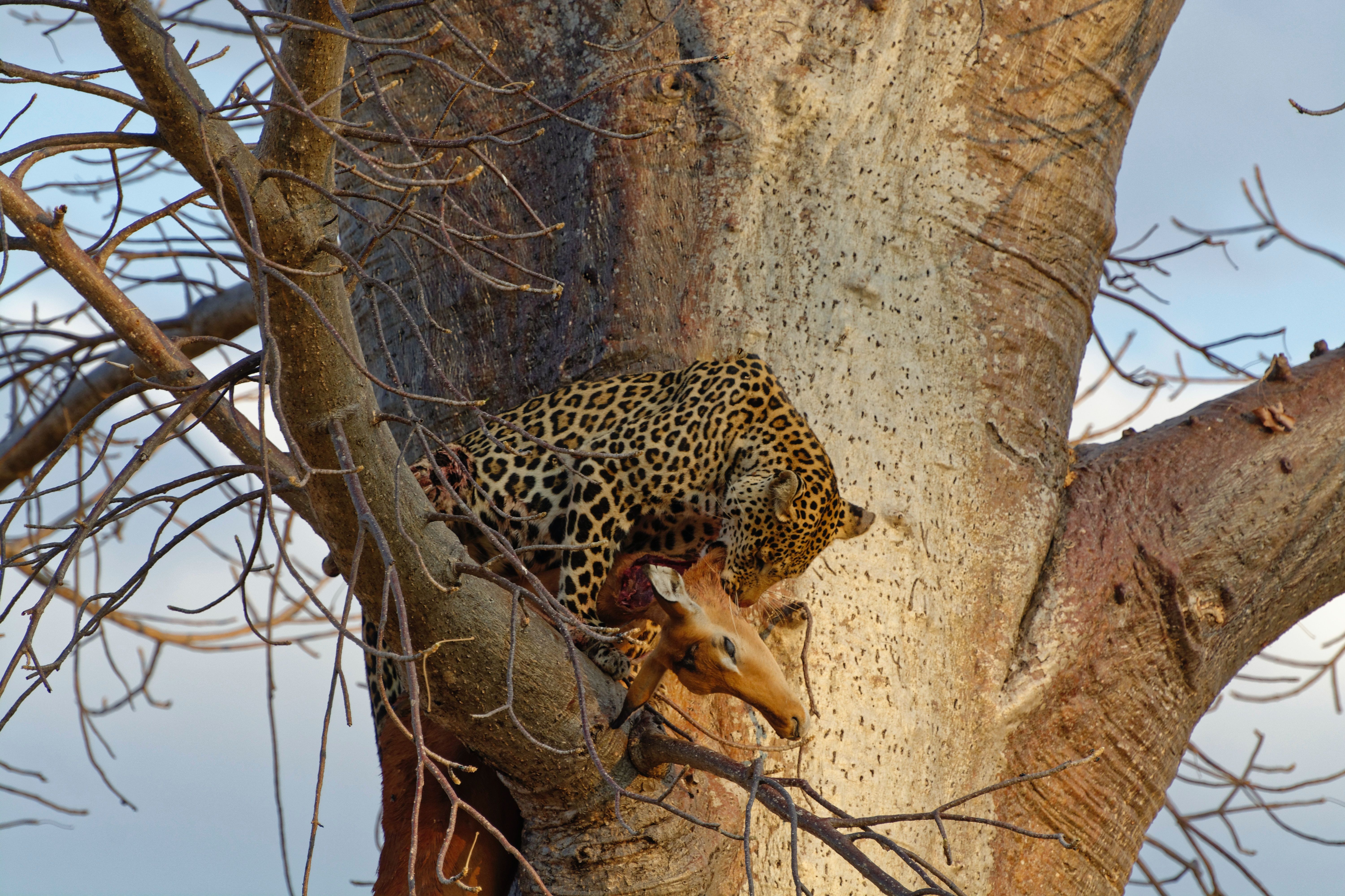 A leopard feeding on a prey in Ruaha National Park, Tanzania