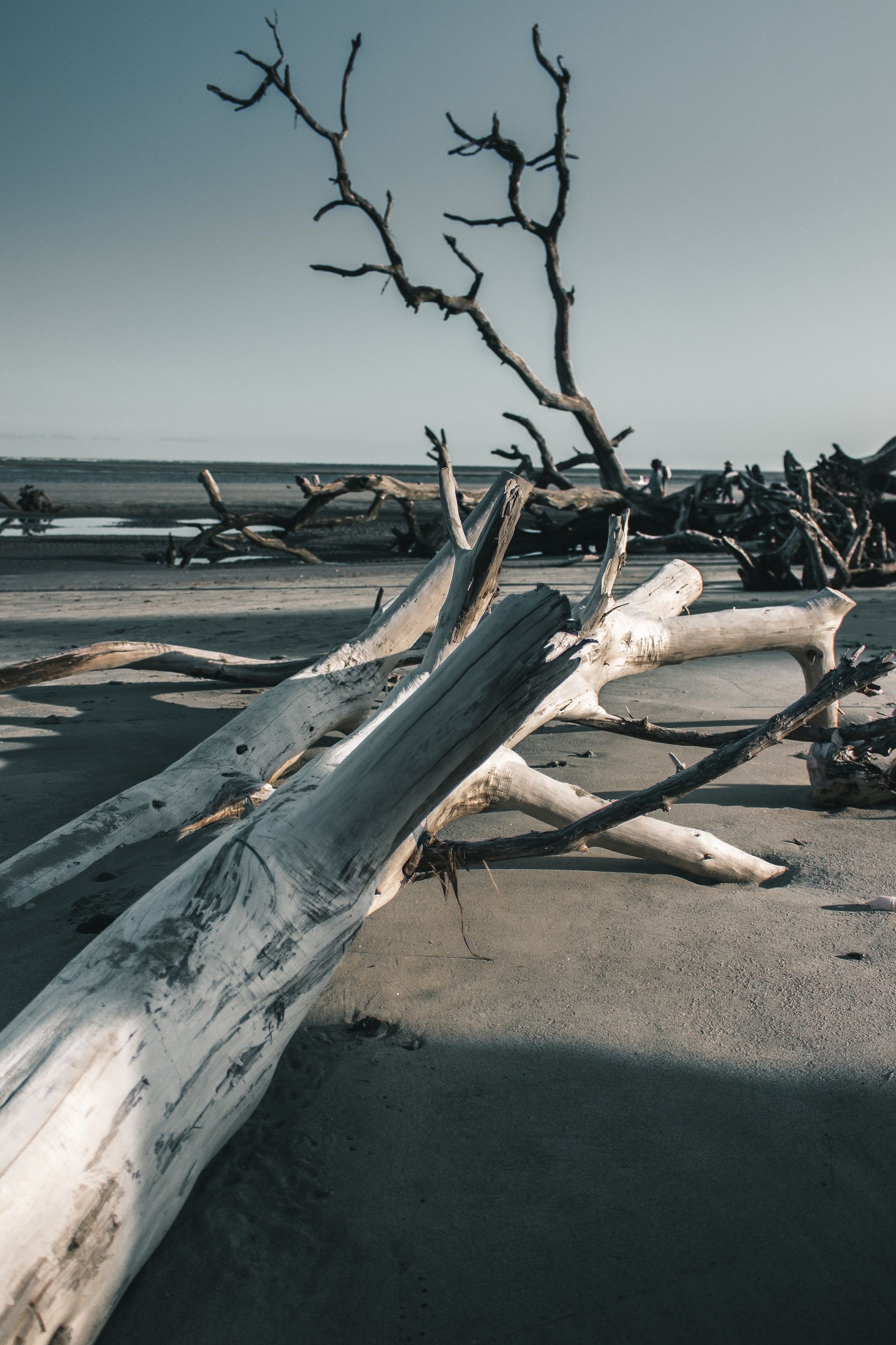 Sun and Salt bleached trees on Boneyard Beach