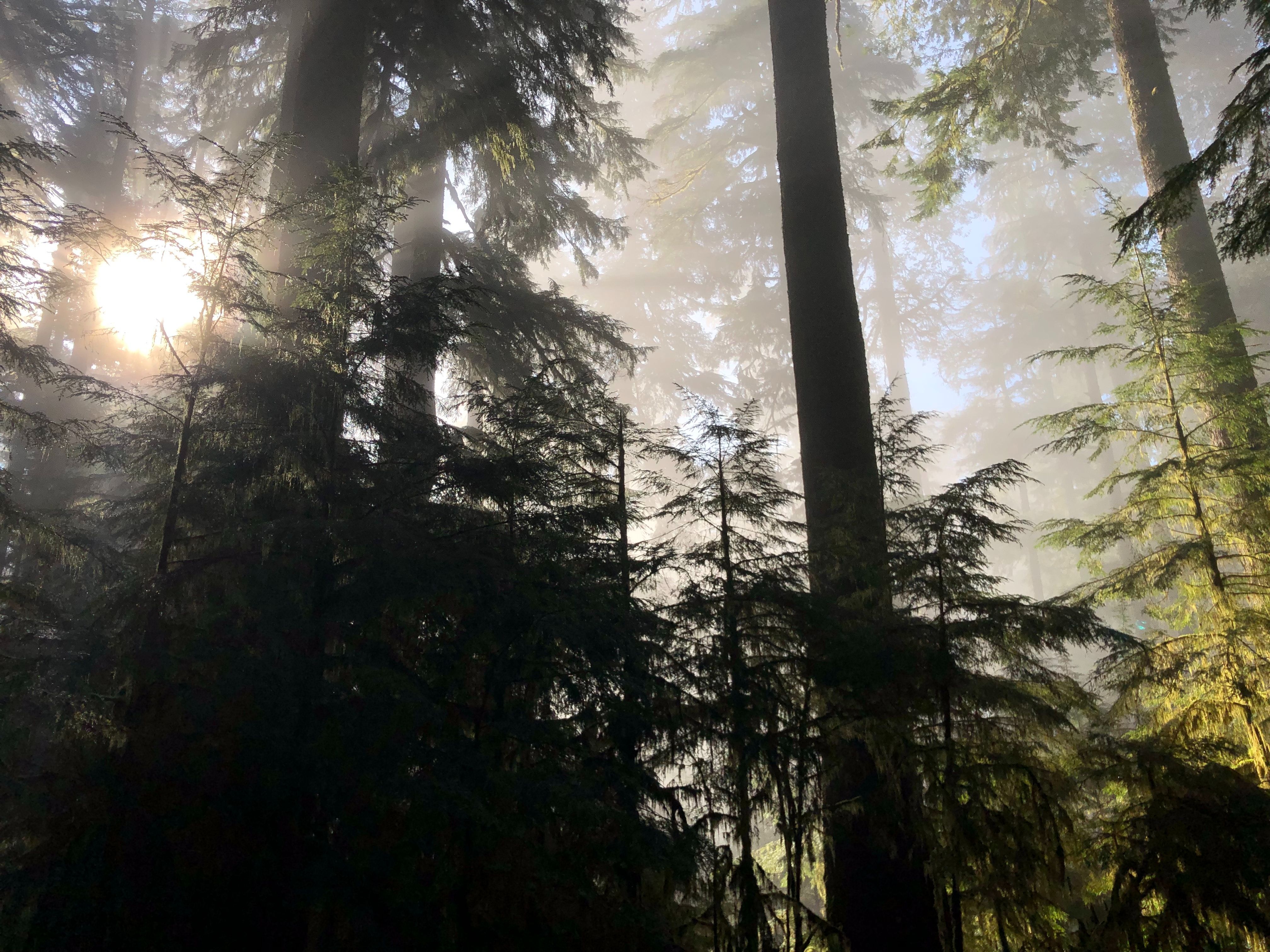 Trees in Oregon
