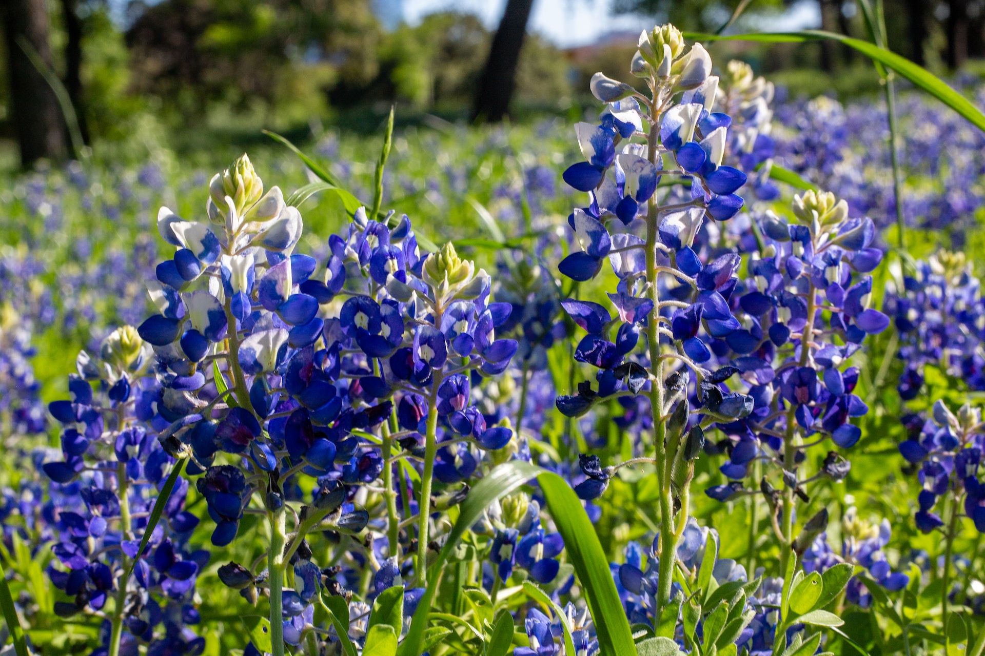 Blooming bluebonnets in Texas Hill County, Texas, USA