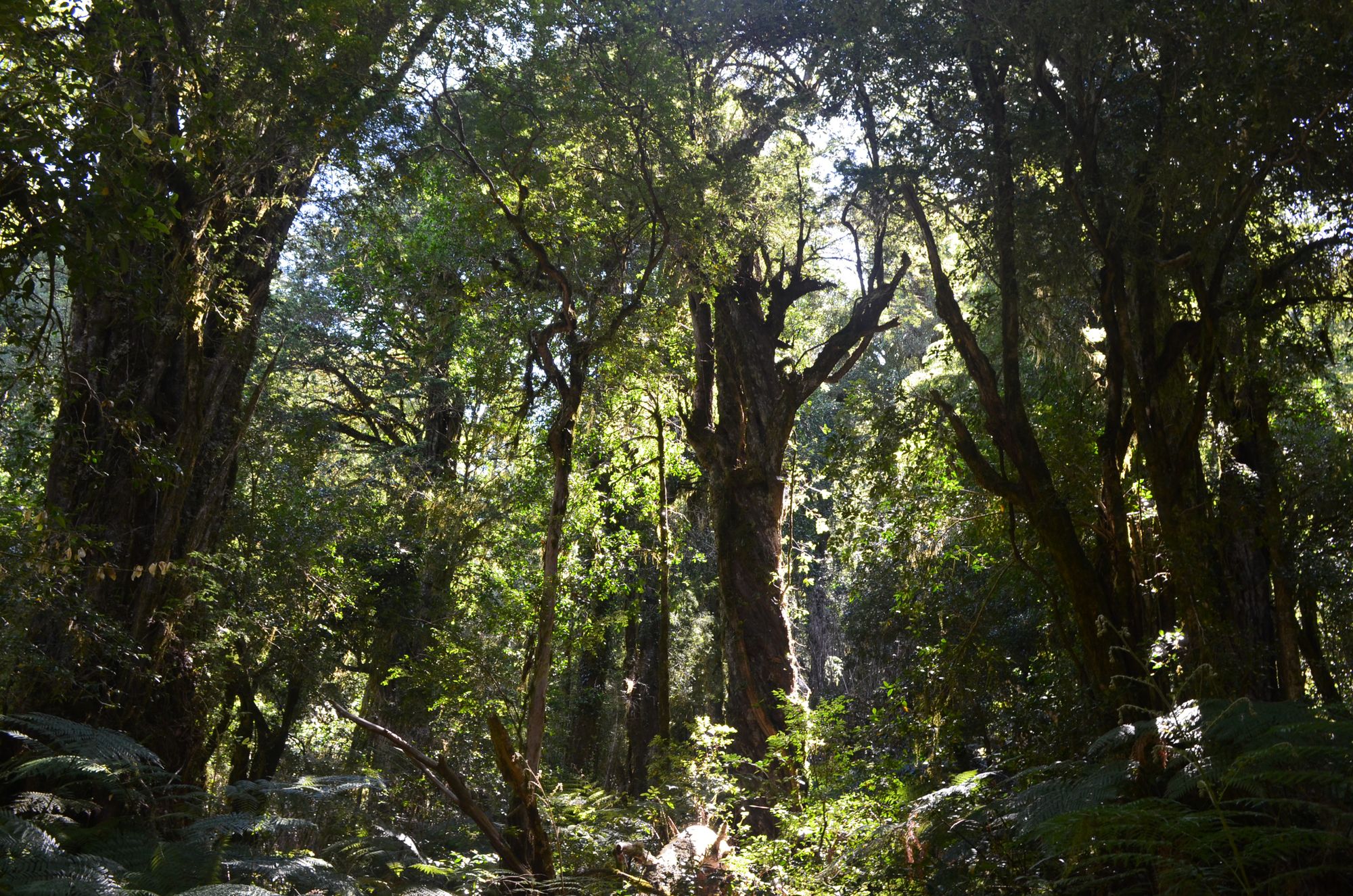 Flora And Fauna Of The Valdivian Temperate Rainforests In Southern Chile