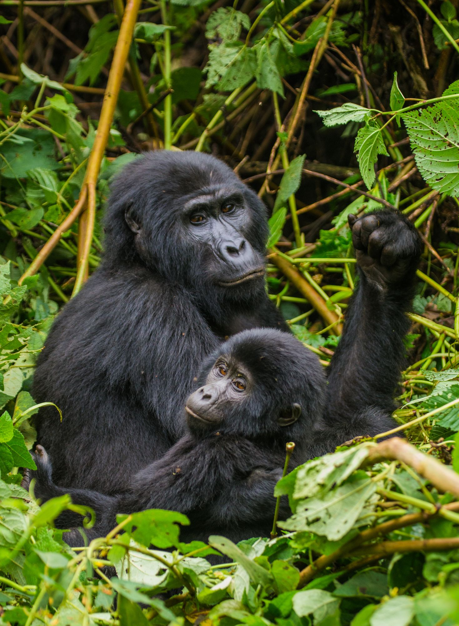 Gorillas in Congo Forest