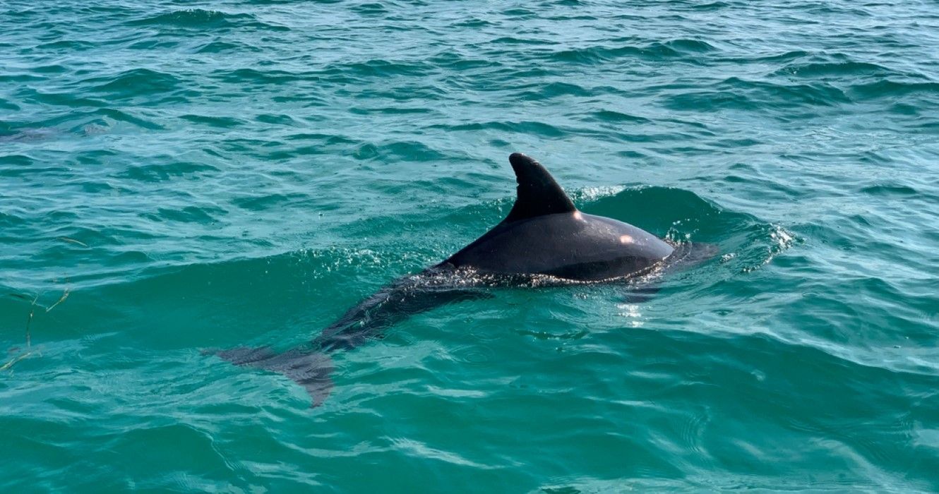 Dolphin cruise