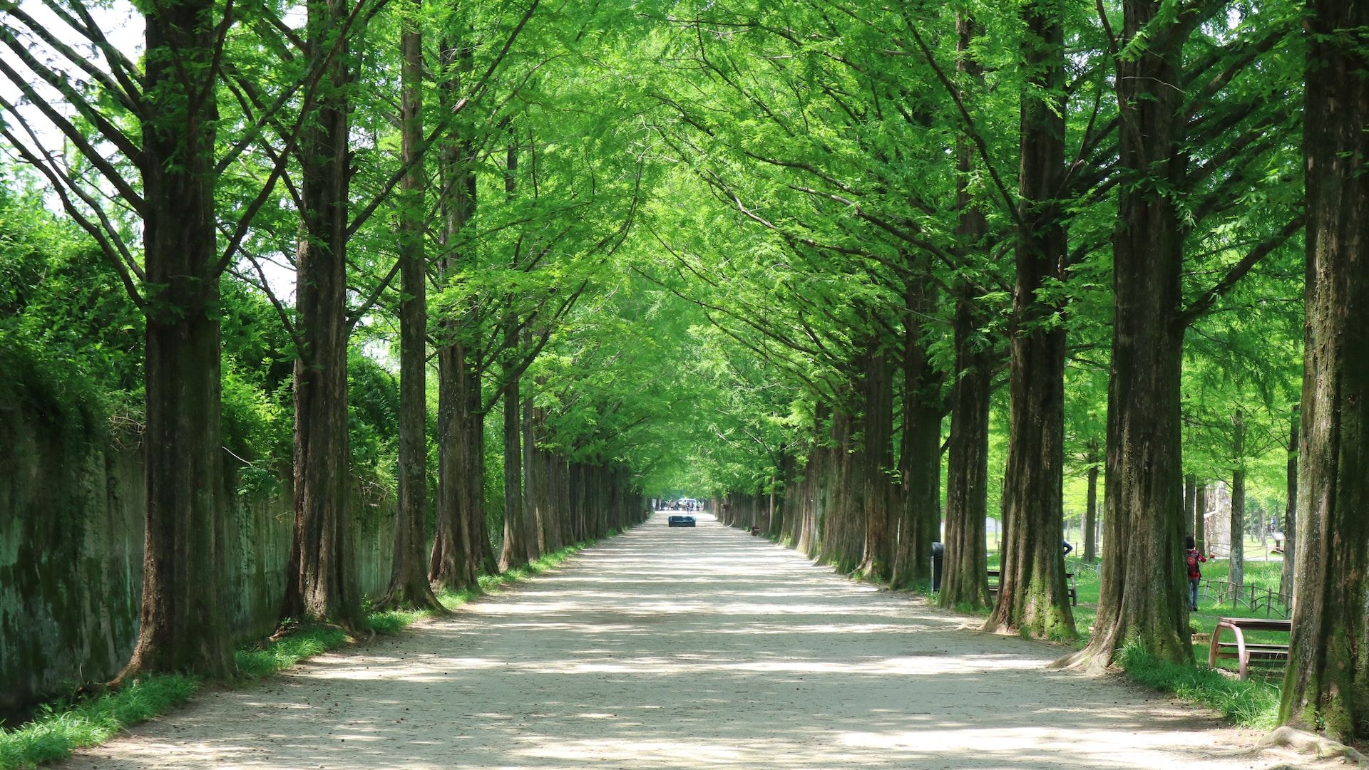 A path with trees in Damyang, South Korea
