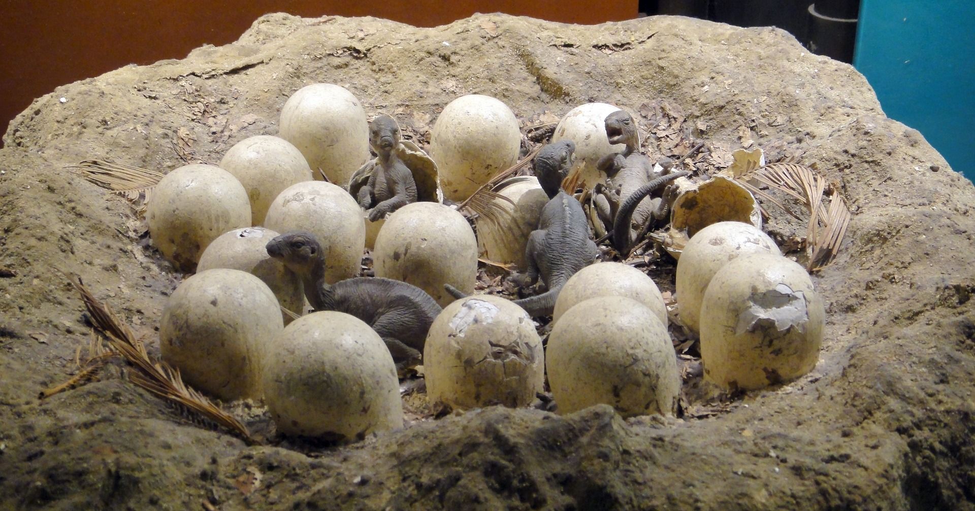 A model of dinosaur eggs and baby hatchlings