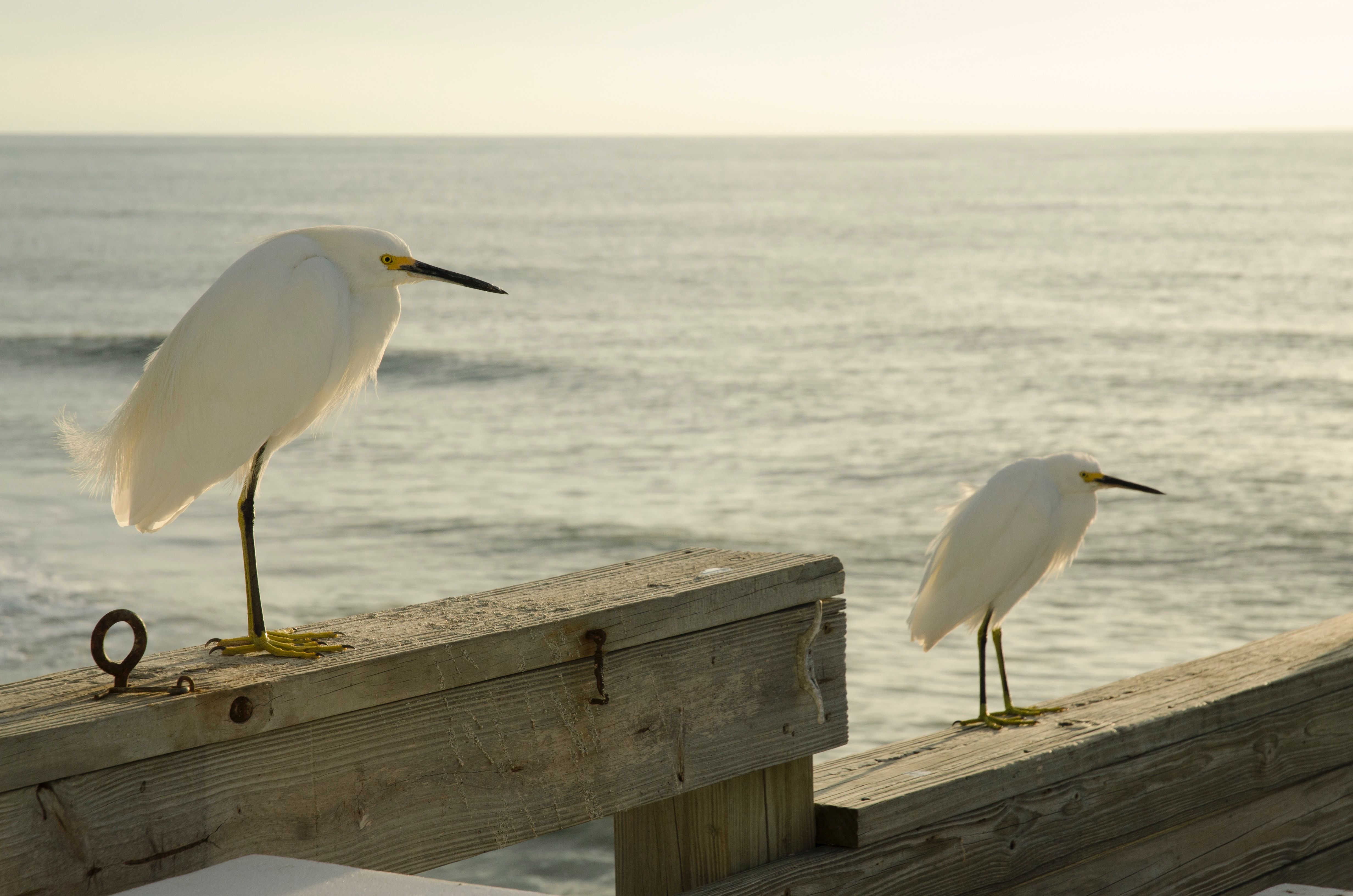 Venice Florida