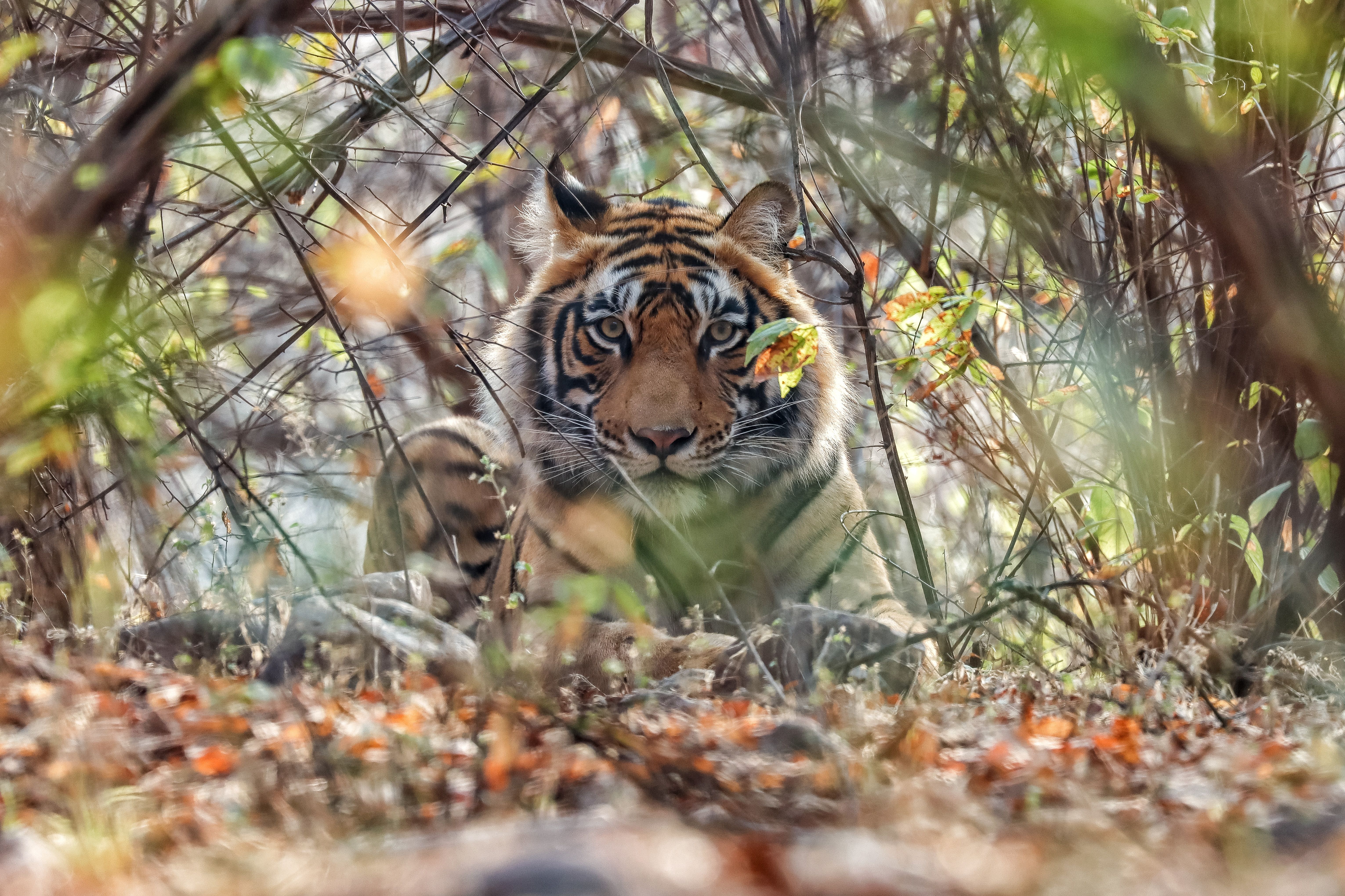A tiger rests in Kanha National Park, India 