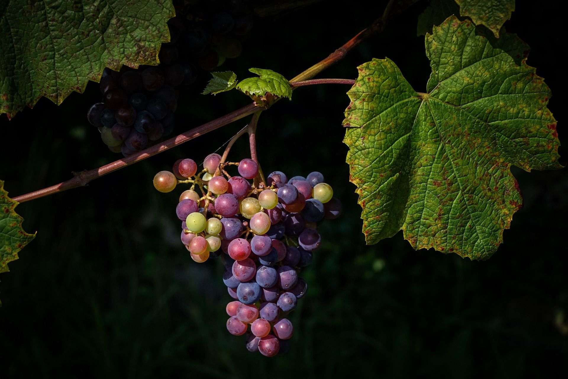 Wine grapes on a vine with a kaleidoscope of hues