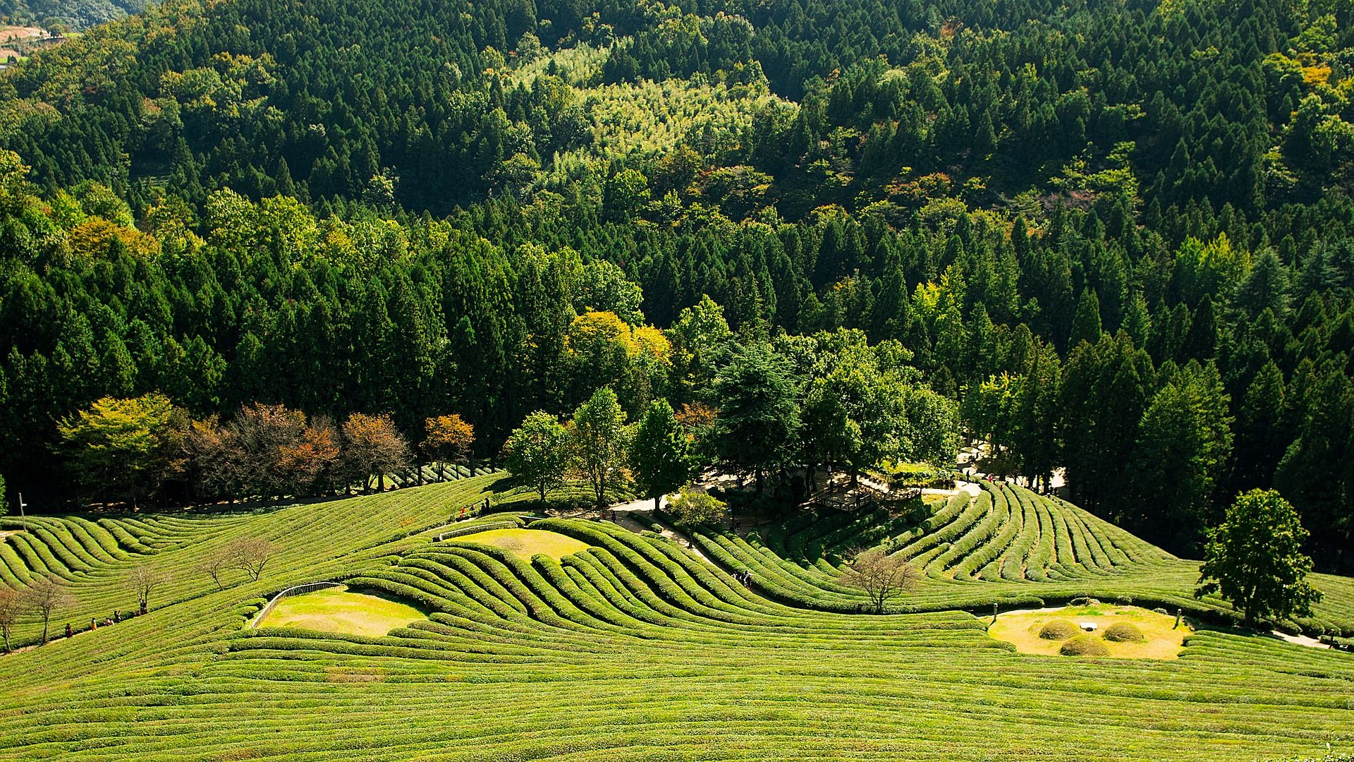 Green hills in South Korea