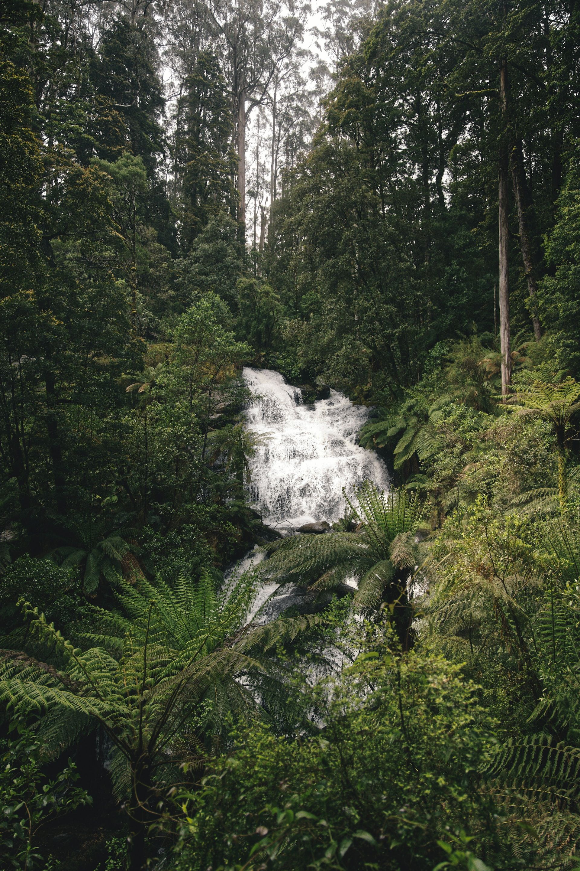 Lush waterfall in Great Otway National Park, Bright, Victoria