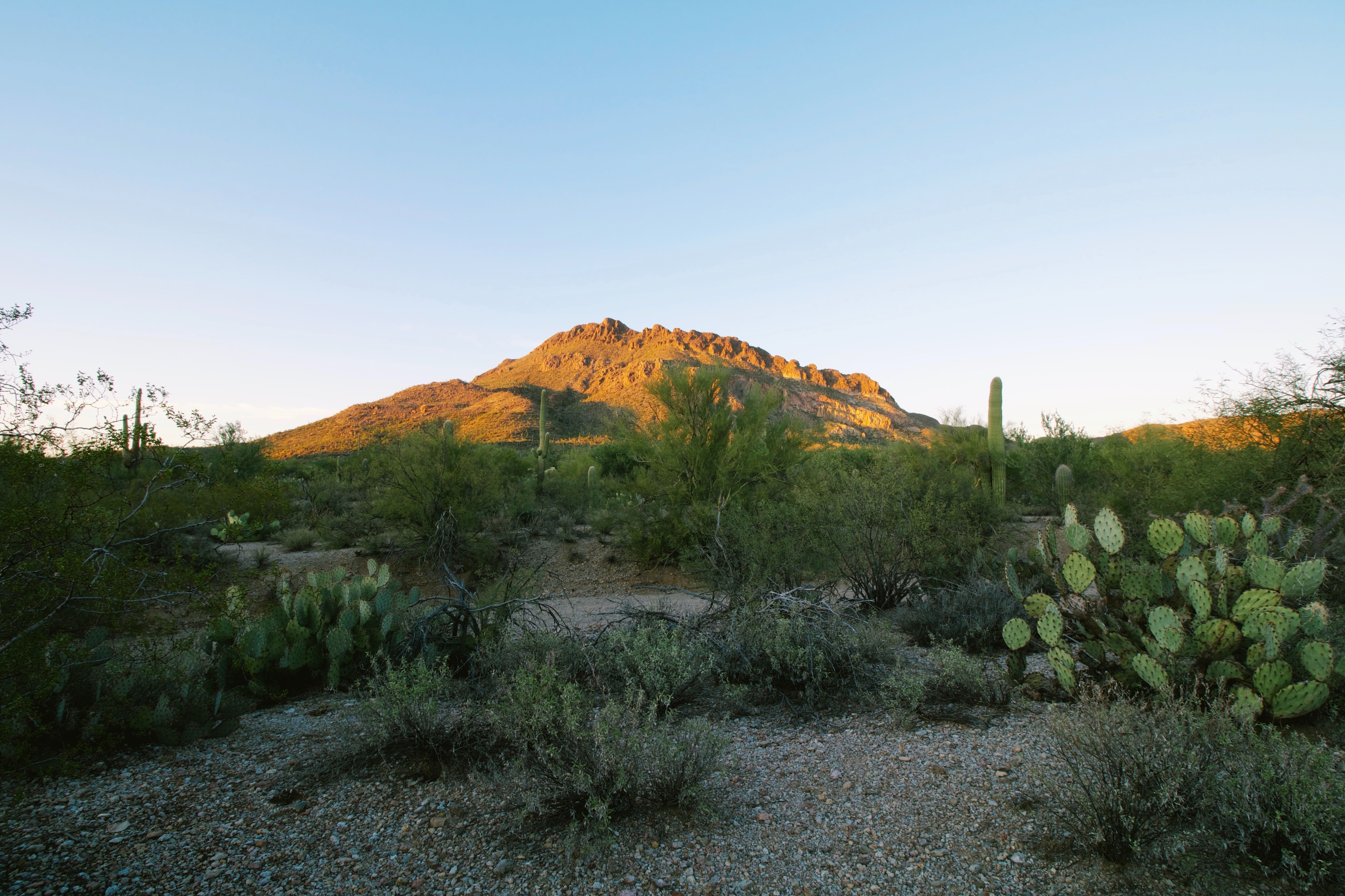 Desert near Tucson, Arizona 