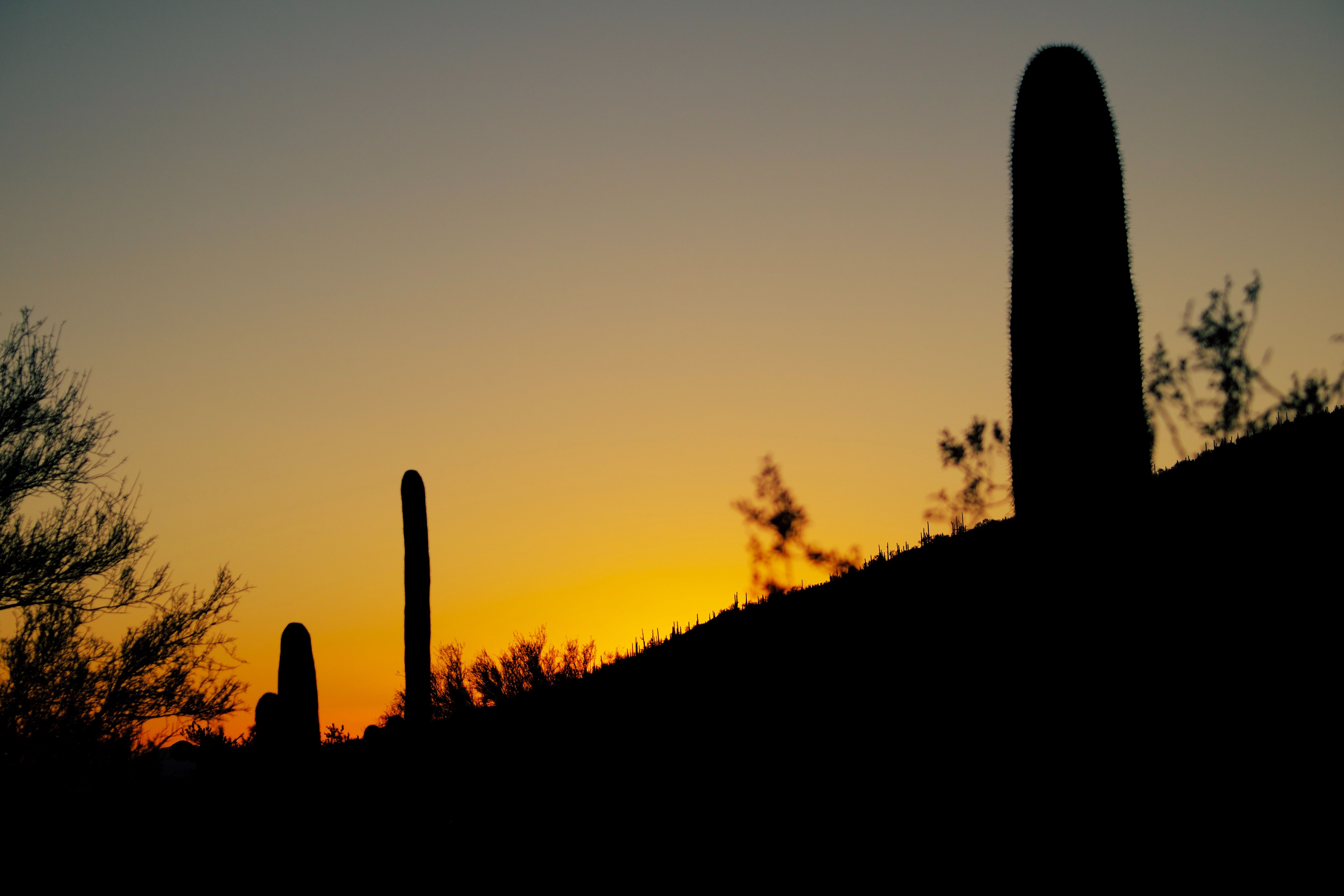 Cacti silhouettes at sundown in the Arizona desert 