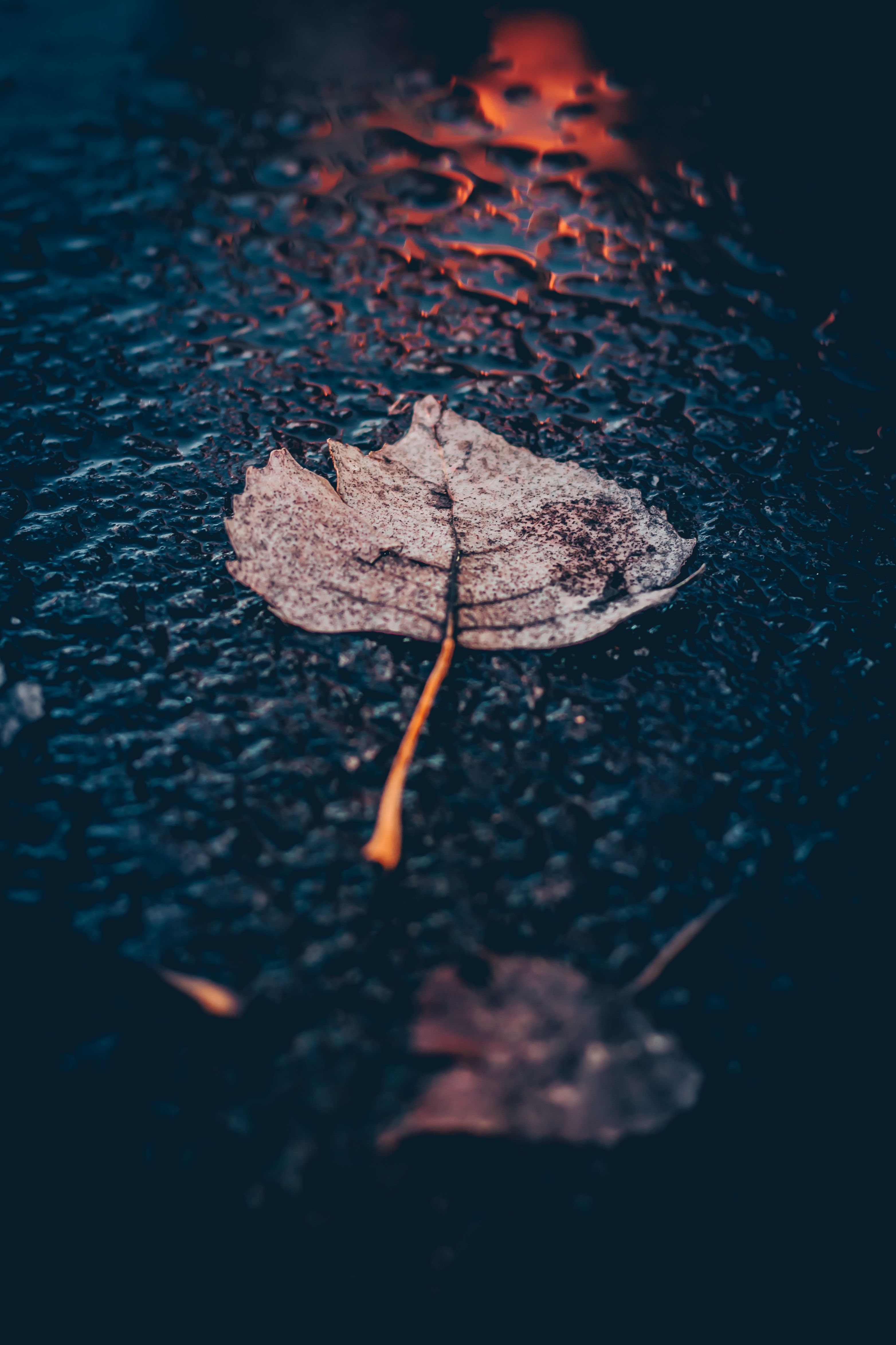 Leaf in rain, Indiana