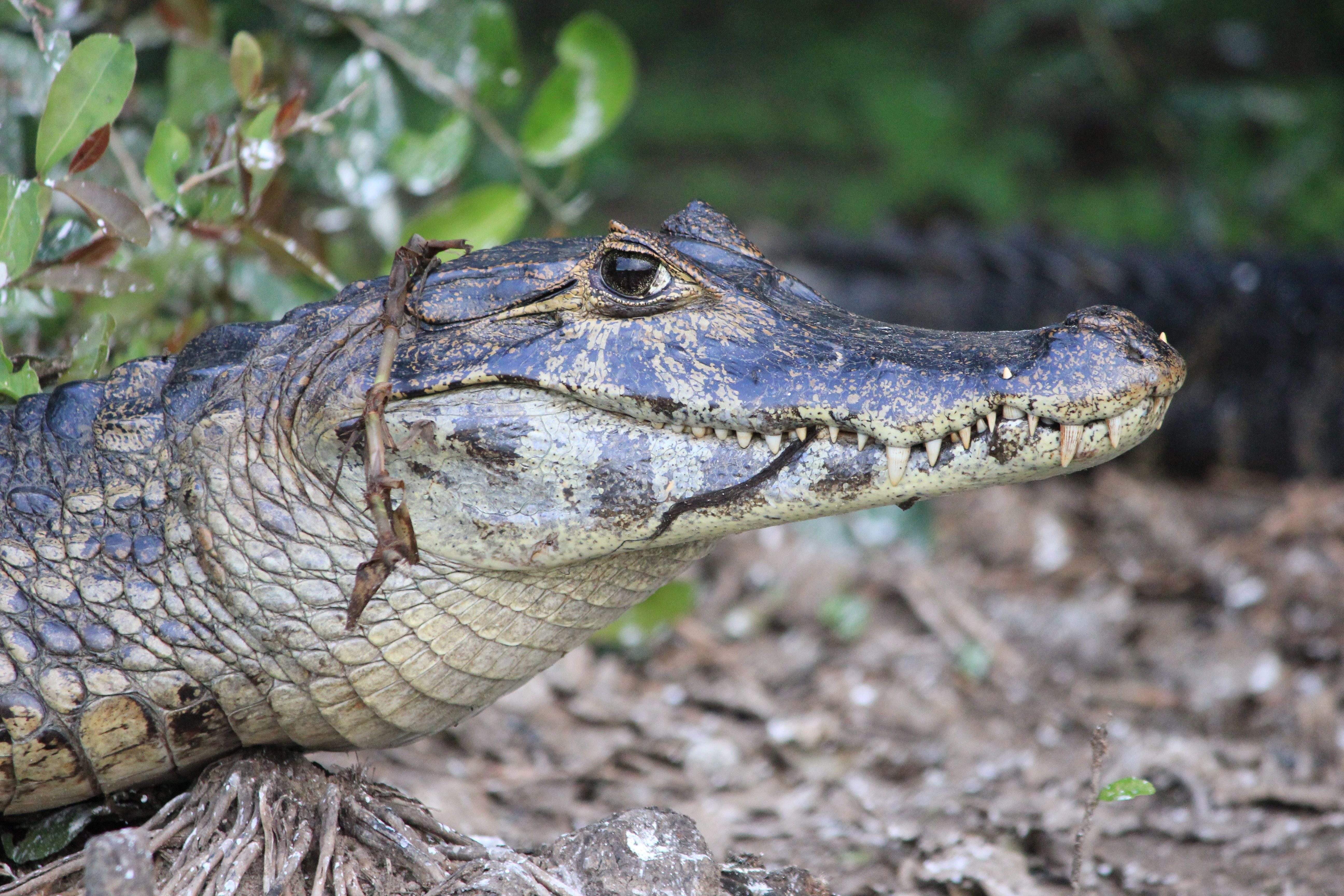 A crocodile in Pantanal Matogrossense National Park in Brazil