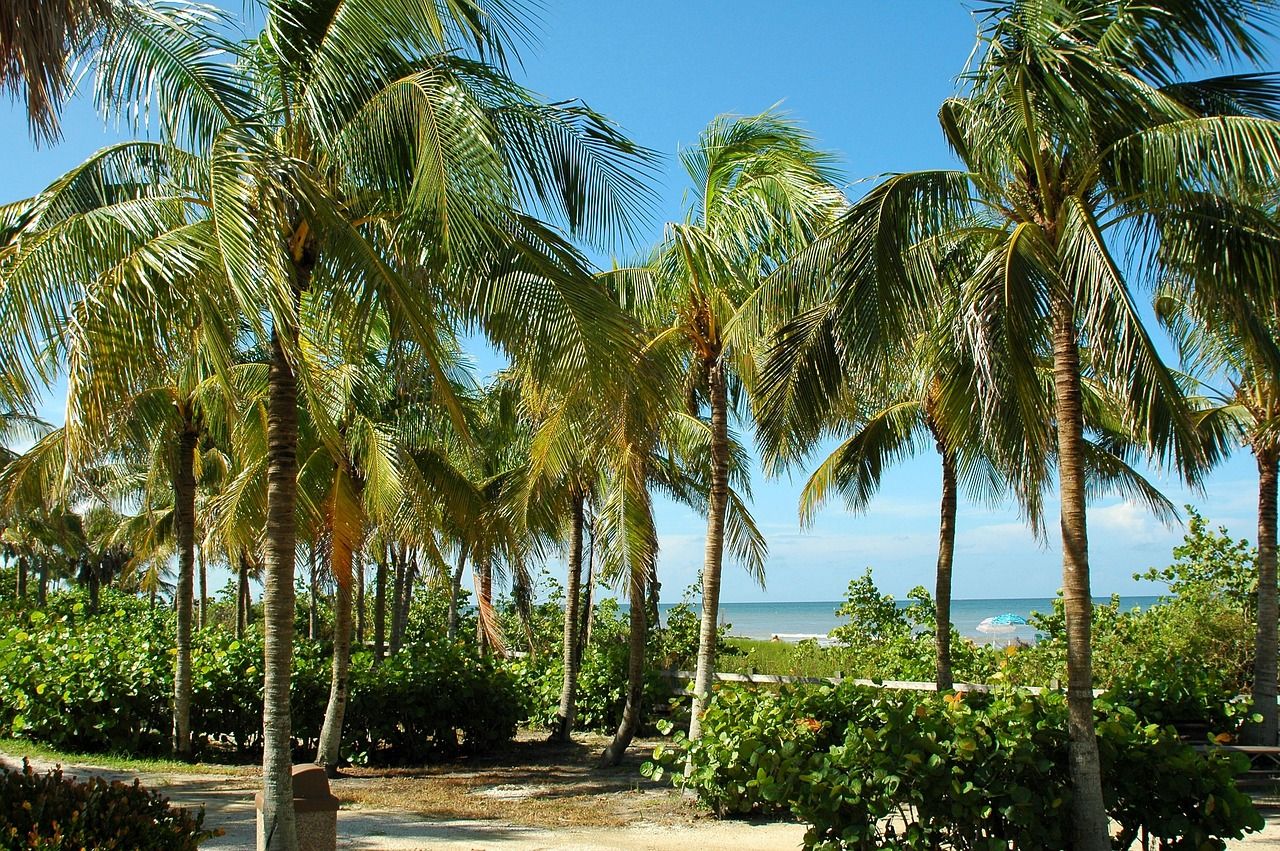 Palm trees on a beach in Key West 