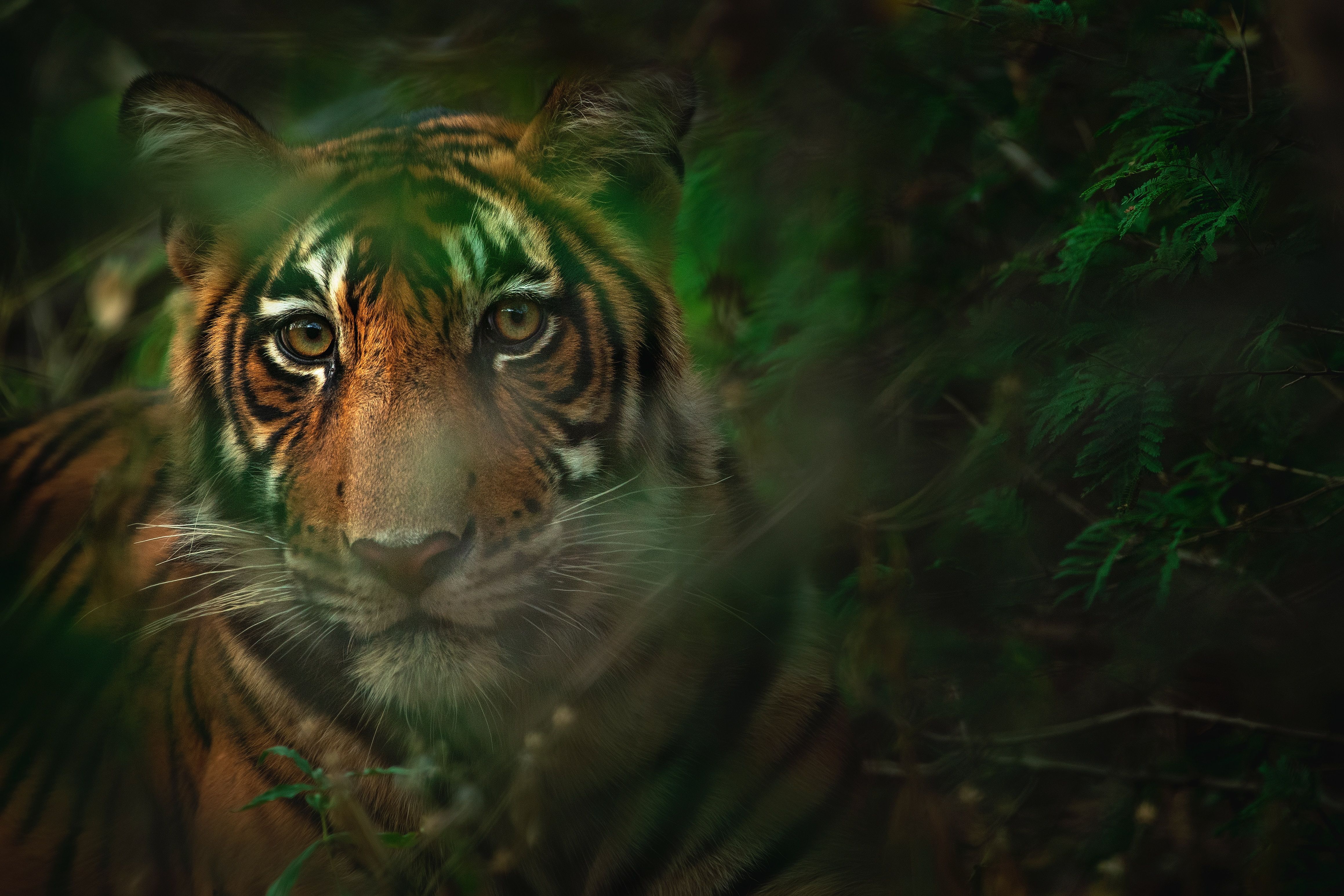 Tiger peering through leaves 