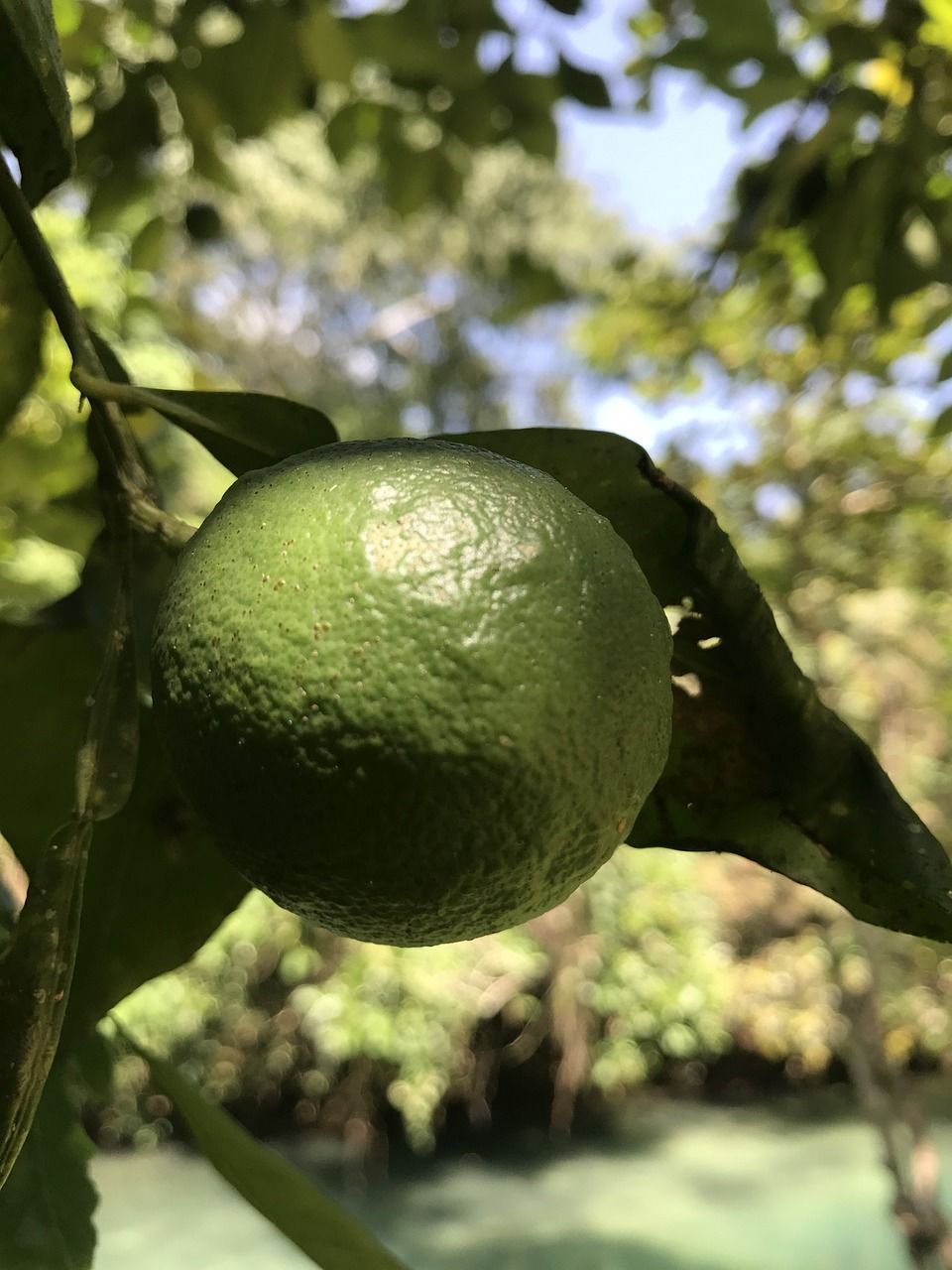 Lime tree in Ocho Rios