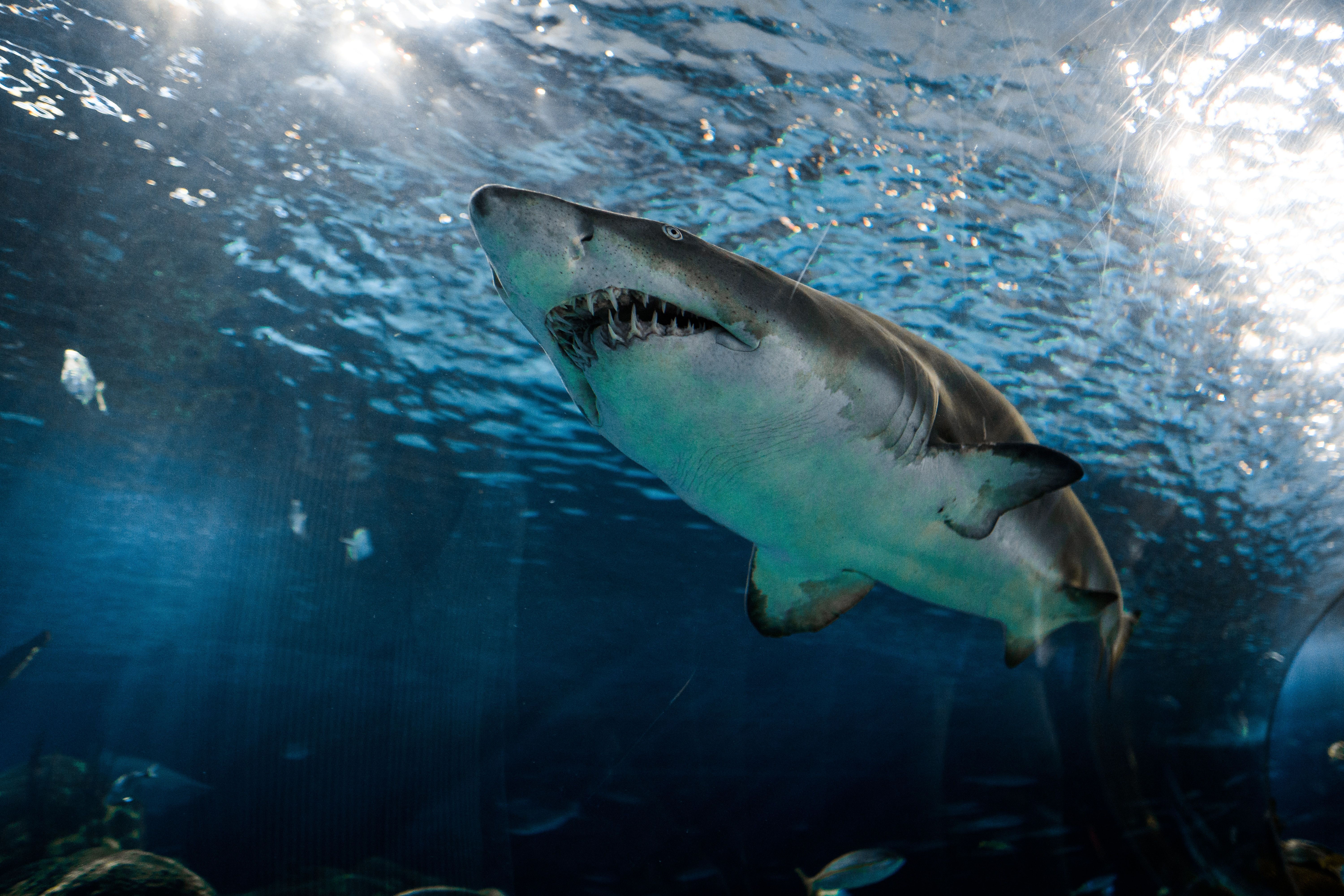 Shark attacks Australia Great white shark