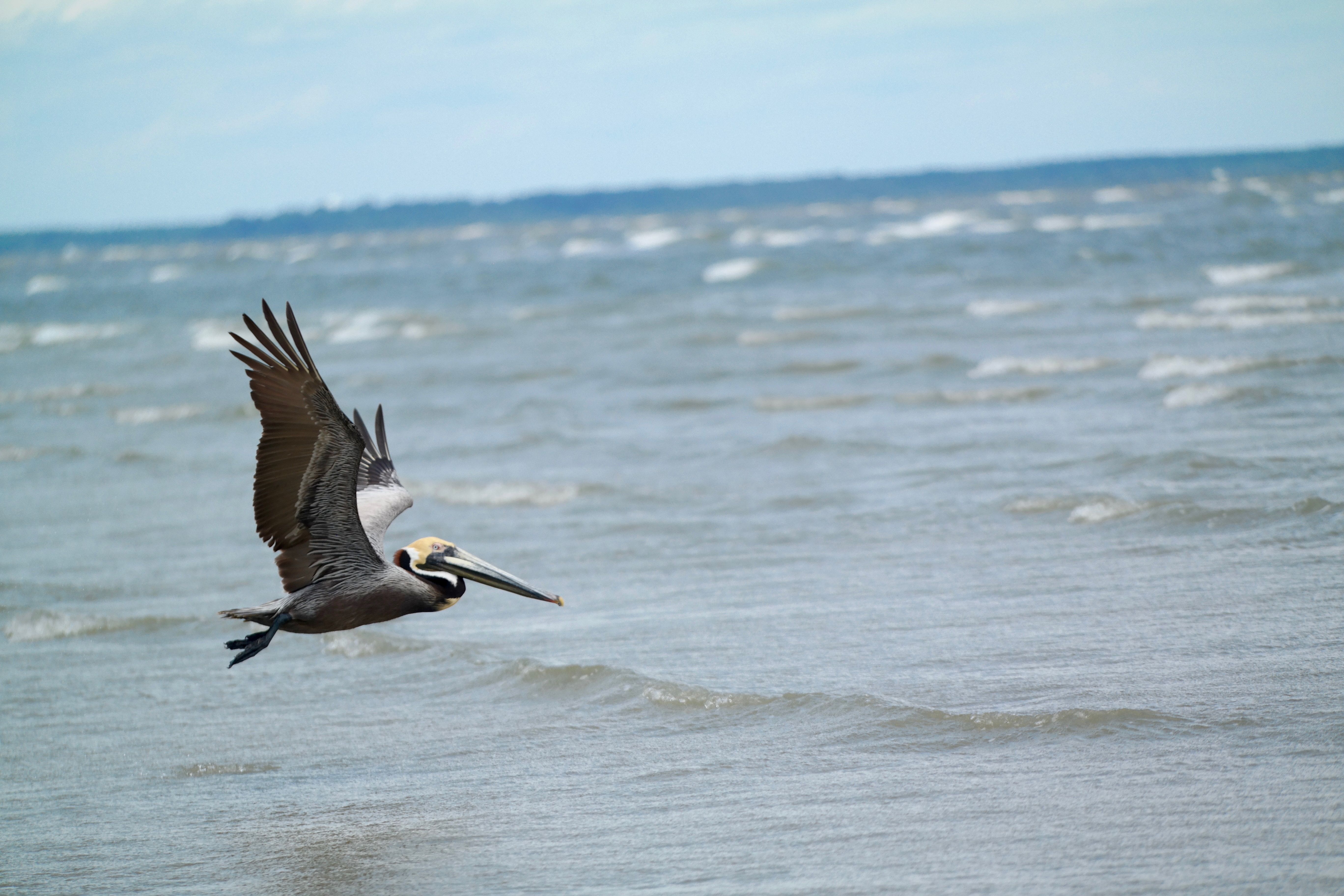 Pelican flying Hilton Head Island