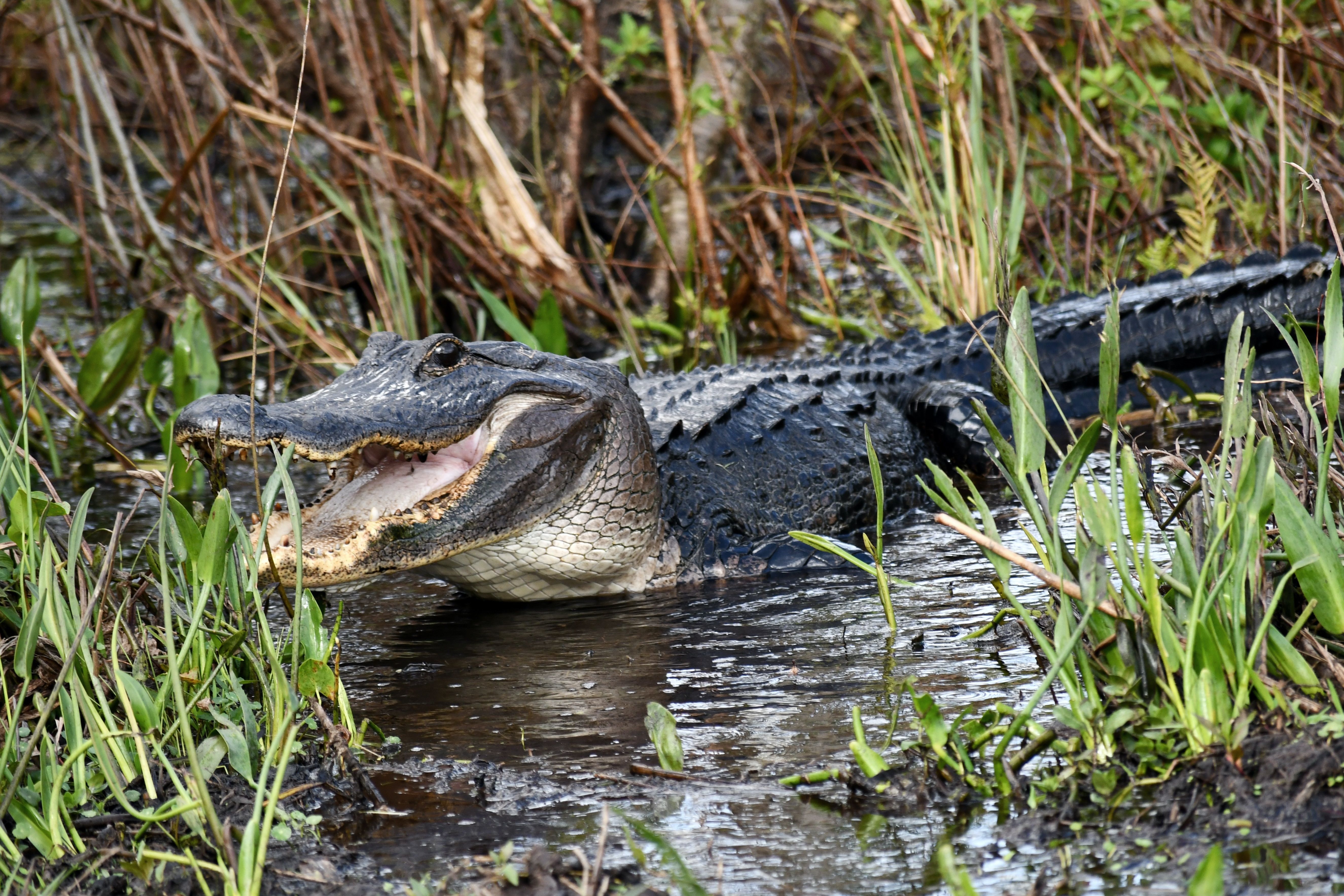 Gatorland Kissimmee