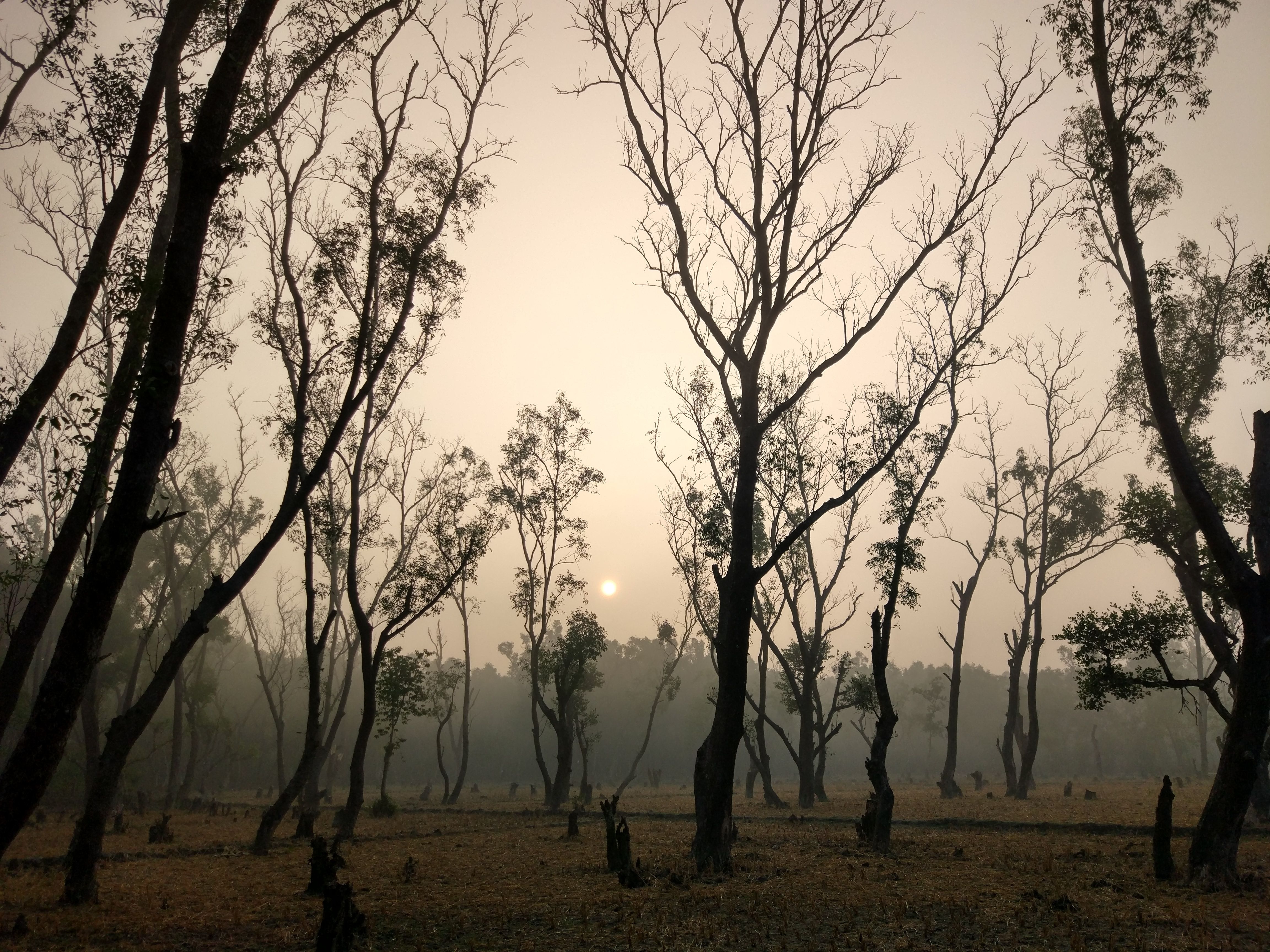 Leafless trees in brown field 