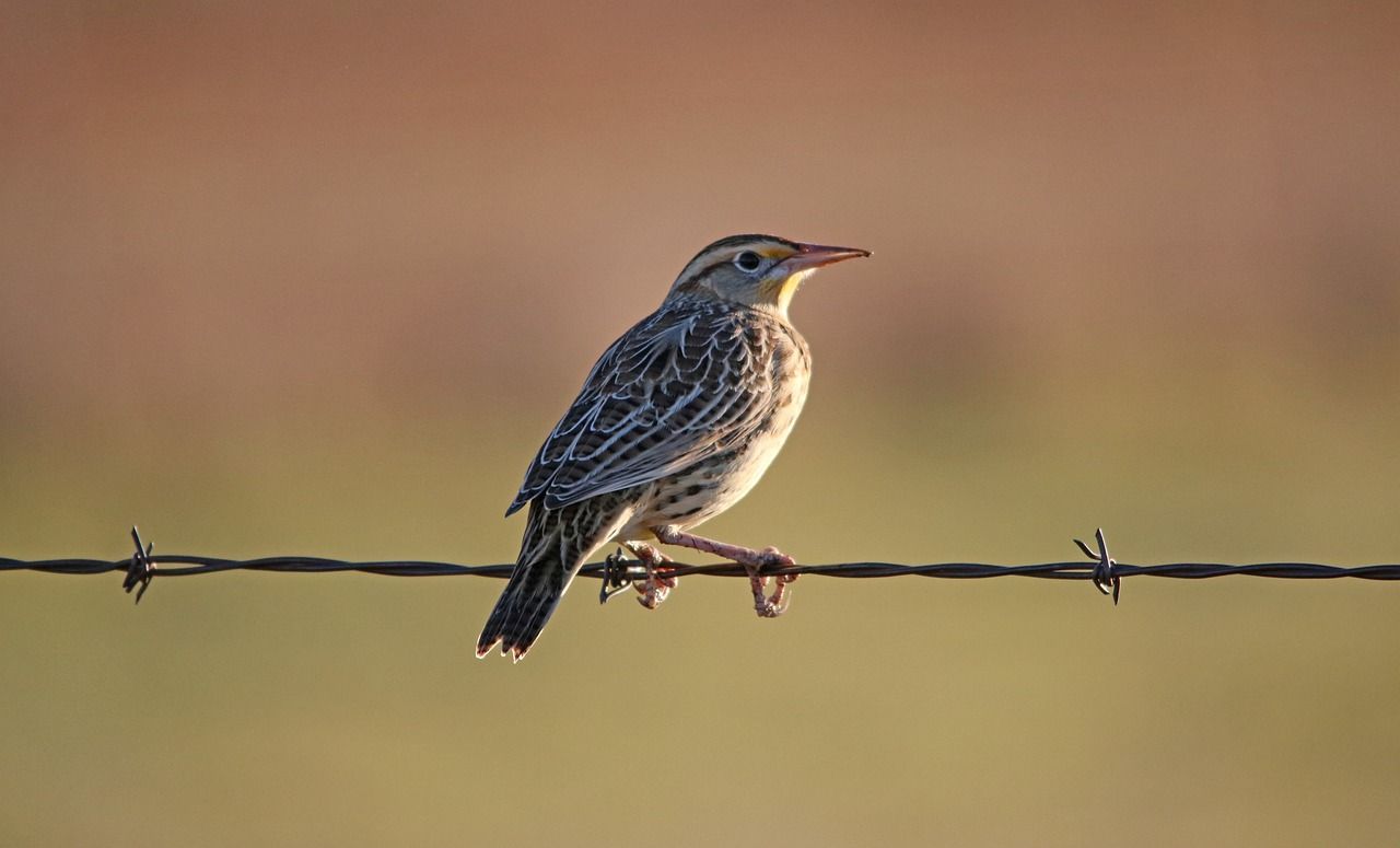 Bird on fence