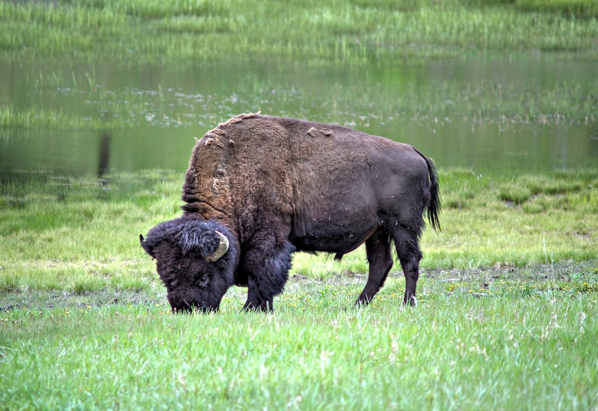 Buffalo grazing near Mount Washburn in Yellowstone National Park