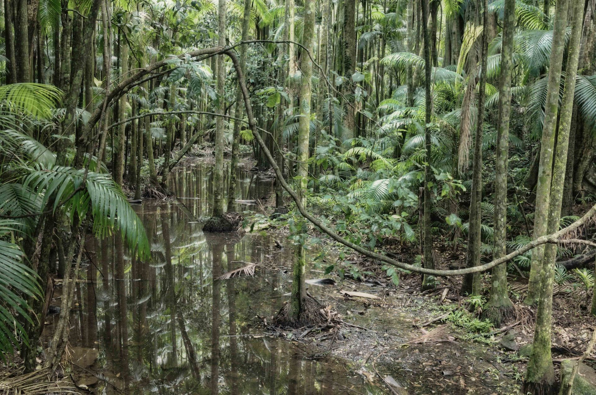 Rainforest in Maleny, QLD