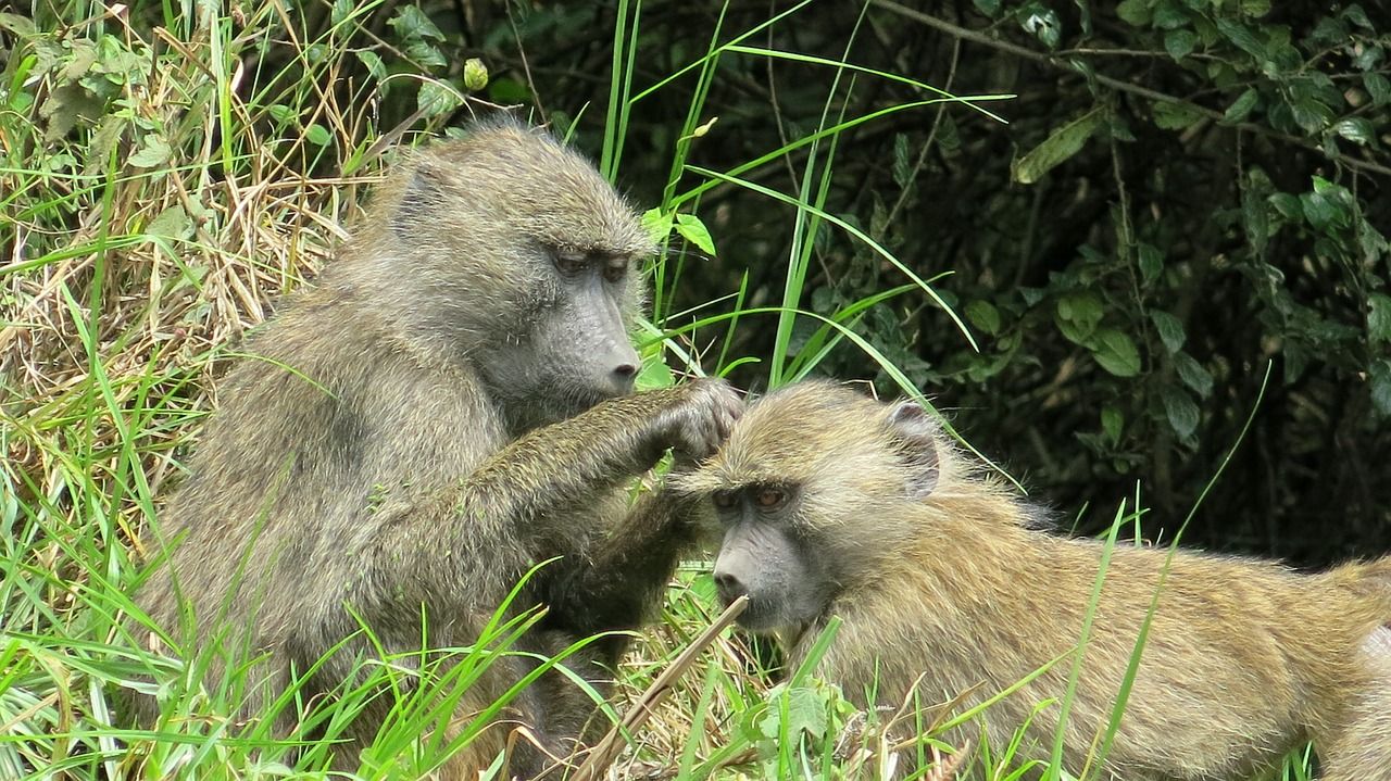 Parque Nacional de Arusha Tanzania