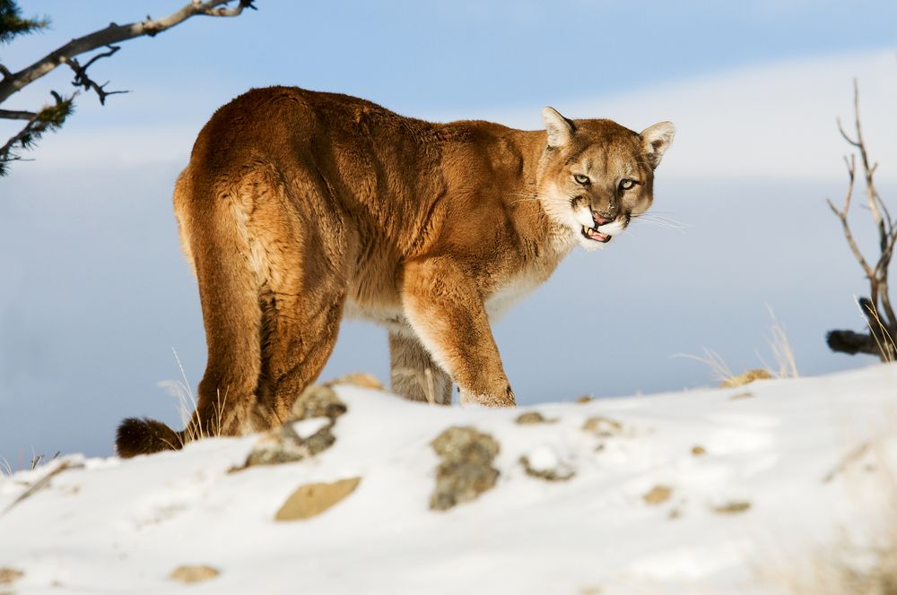 Mountain Lion In the Snow