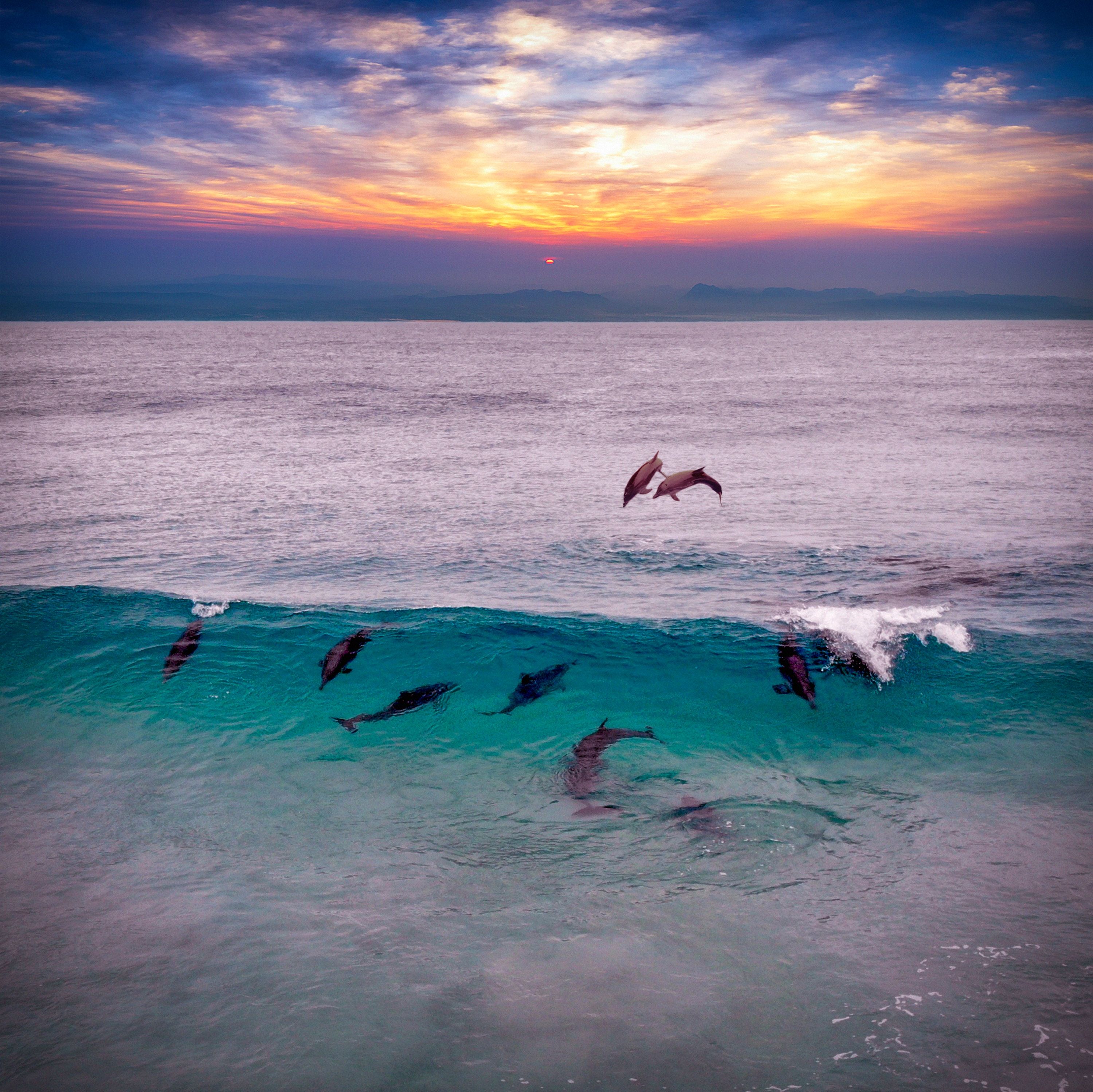 Playing dolphins in Fraser Island, Australia