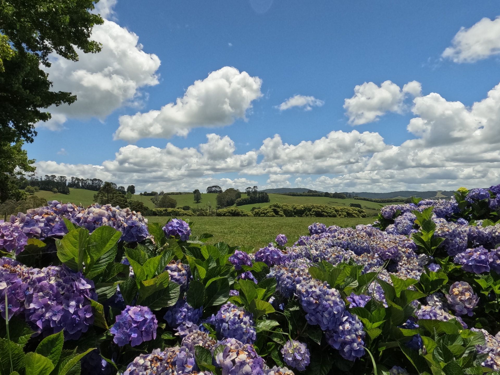 Blooming purple flowers and rolling green hills in Bellingen, NSW
