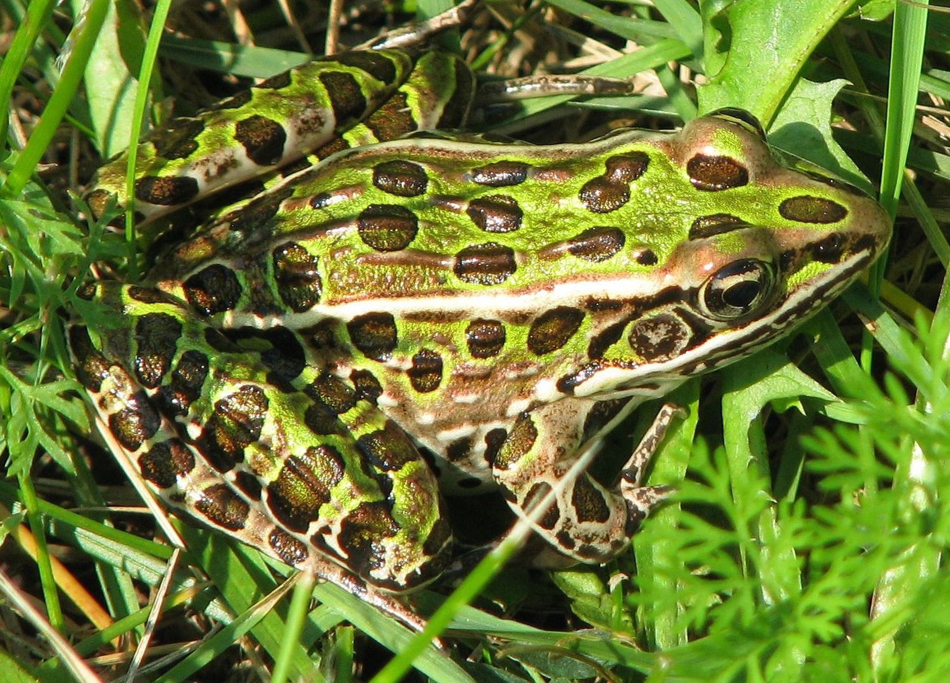 A picture of a leopard frog