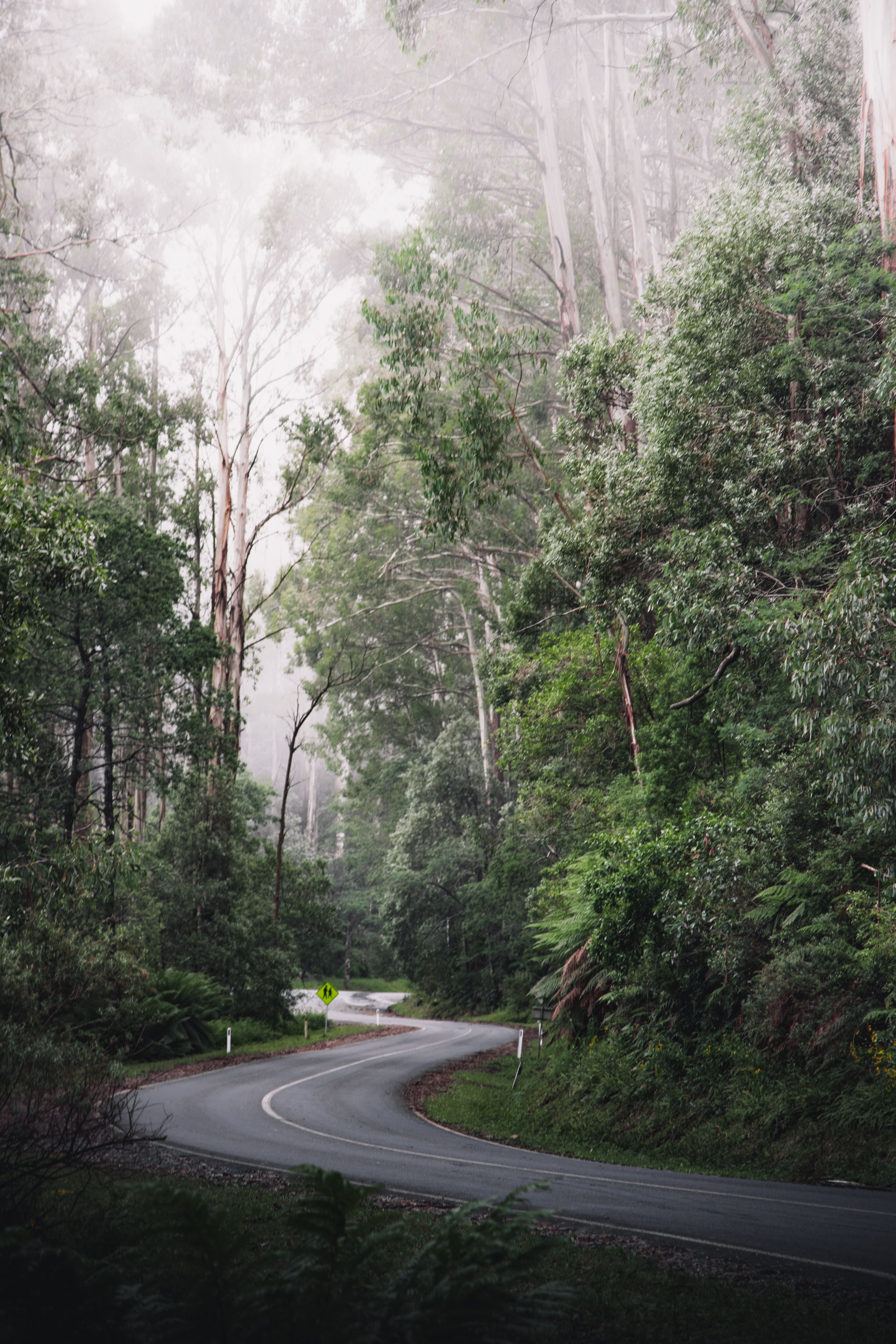 A road going through the forests in Mount Donna Buang, Warburton, Victoria, Australia