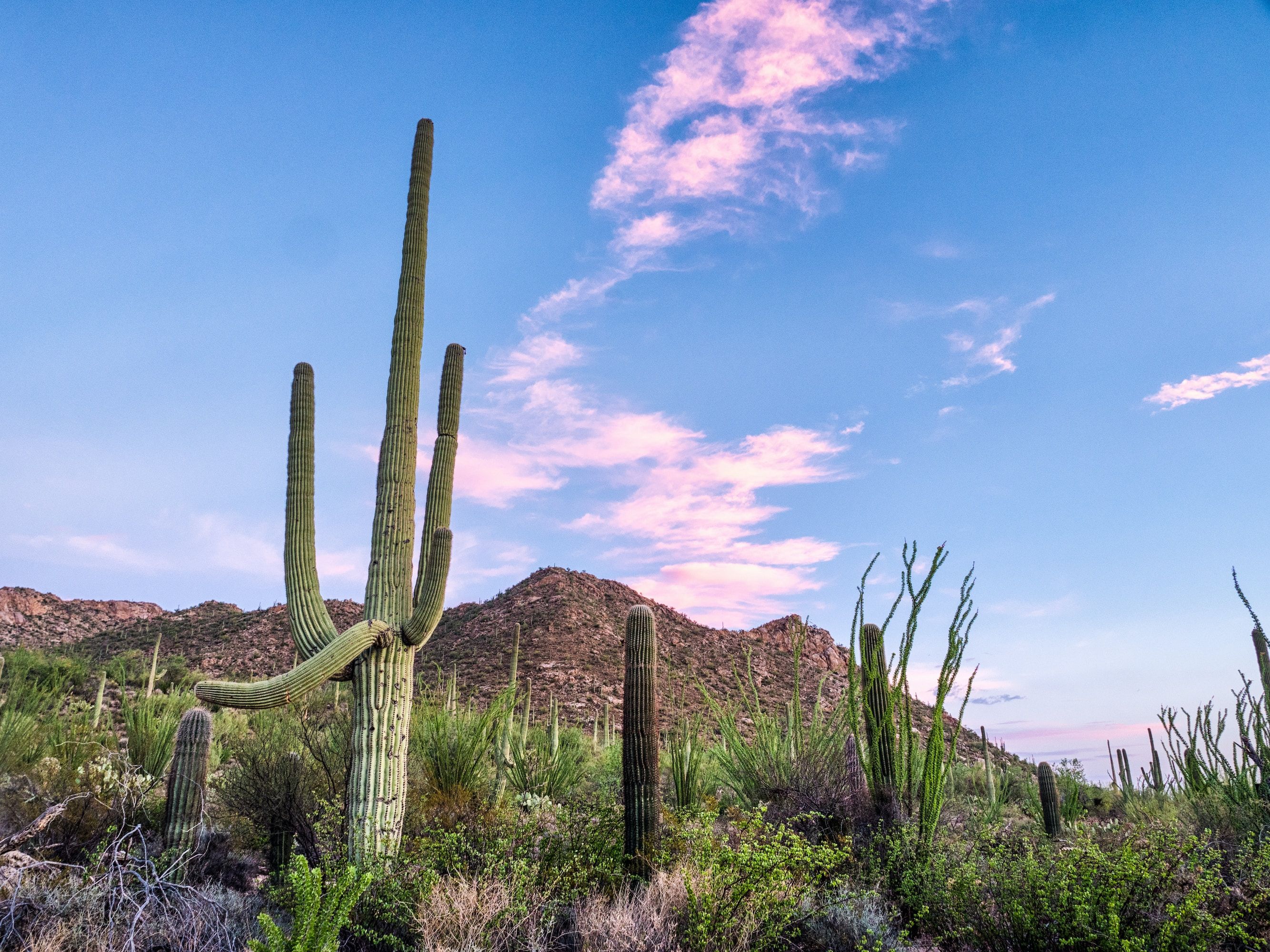 Cactuses in Saguaro National Park, Arizona 
