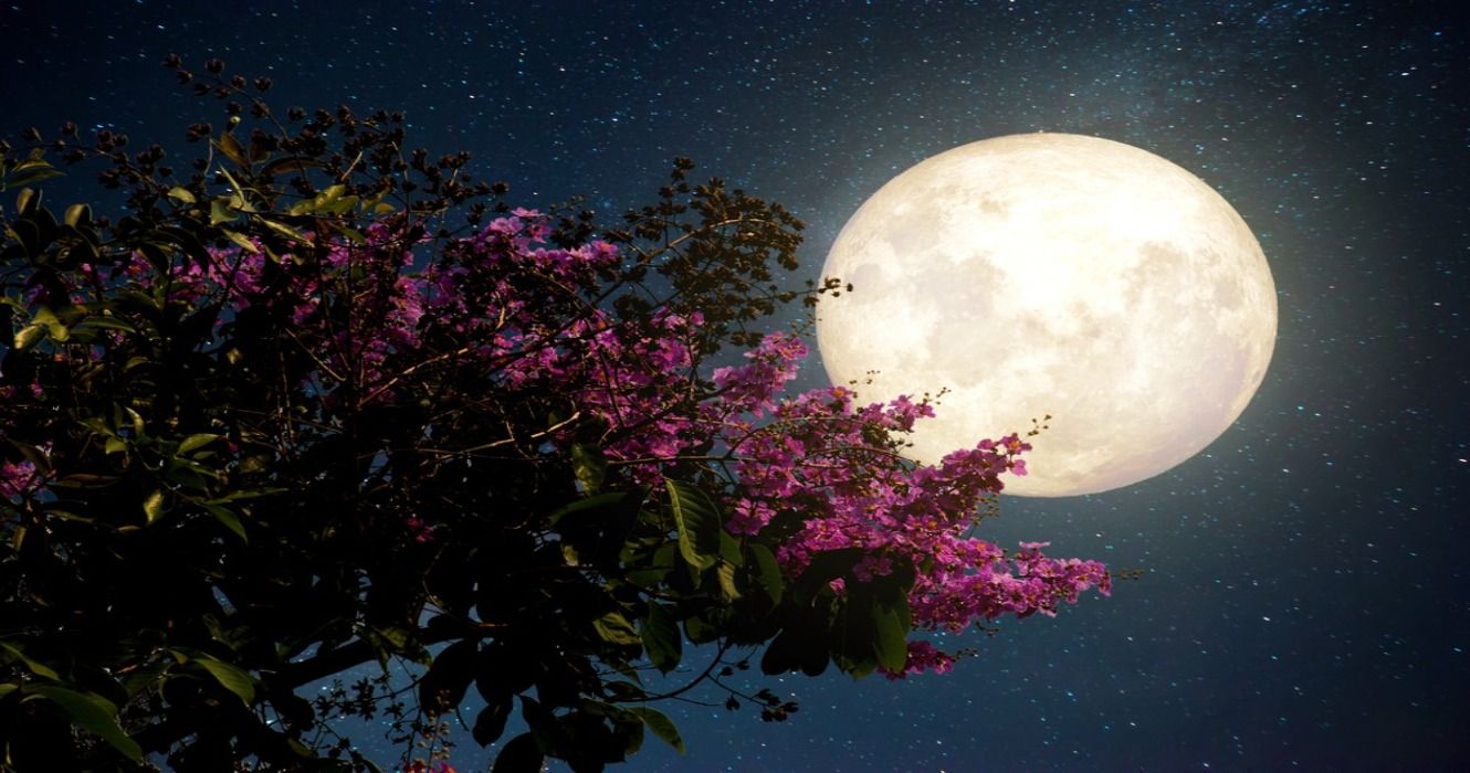 Beautiful cherry blossom against a Milky Way night sky with a bright full moon