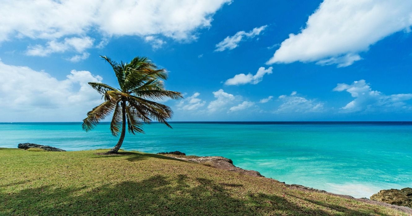 Palm tree at the end of a grassy hill by the ocean in Barbados