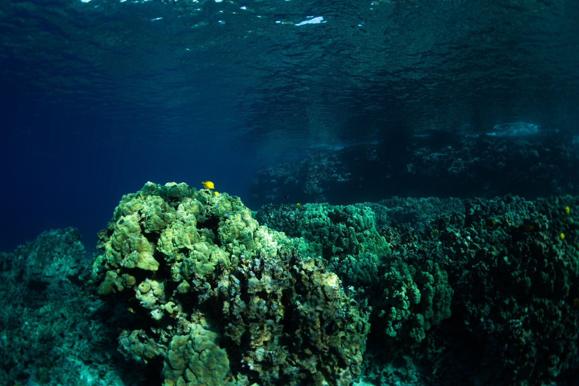 Coral reef, Kealakekua Bay