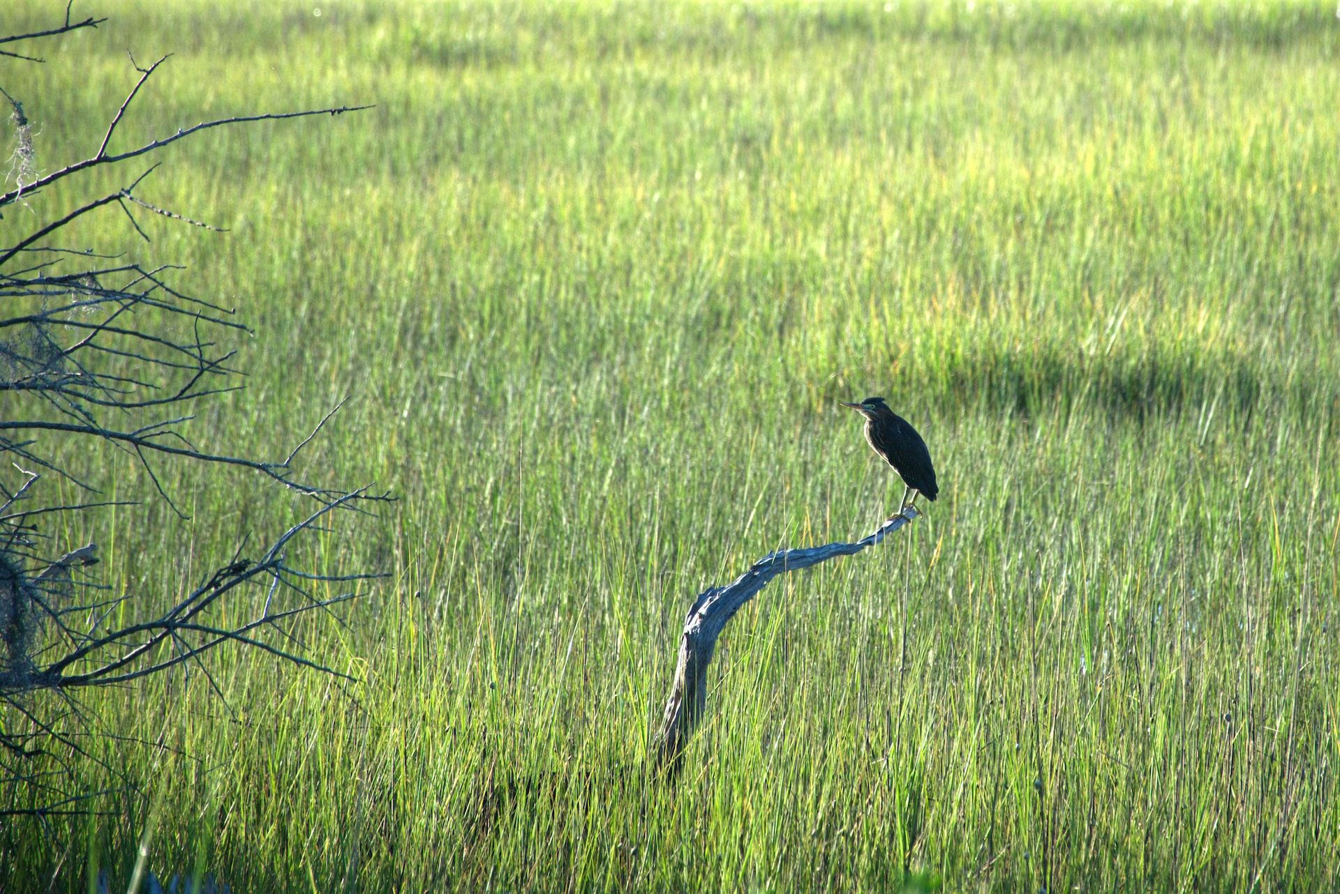 bird perched in marshland