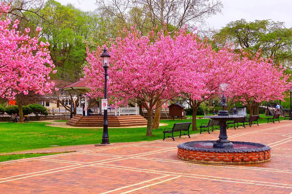 Trees in full bloom in a park in Bellefonte, one of the most gorgeous towns in Pennsylvania, USA 