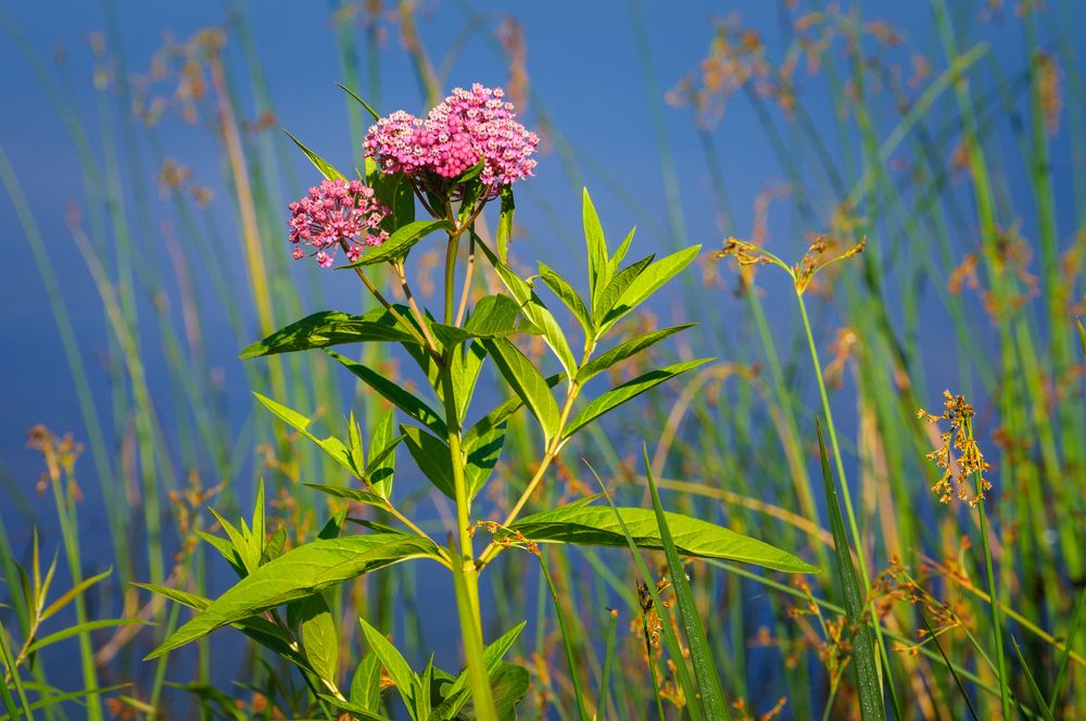 Flowers by a lake in Allegany State Park, New York, USA