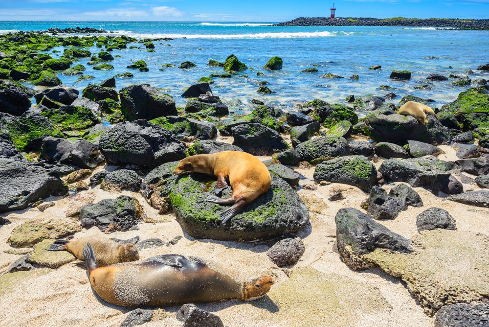 Sea lions, San Cristobal, Galapagos islands