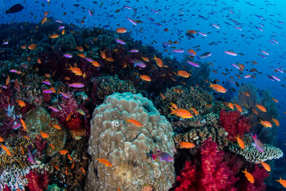 Vibrant school of fish swimming above a colorful coral reef in Fiji